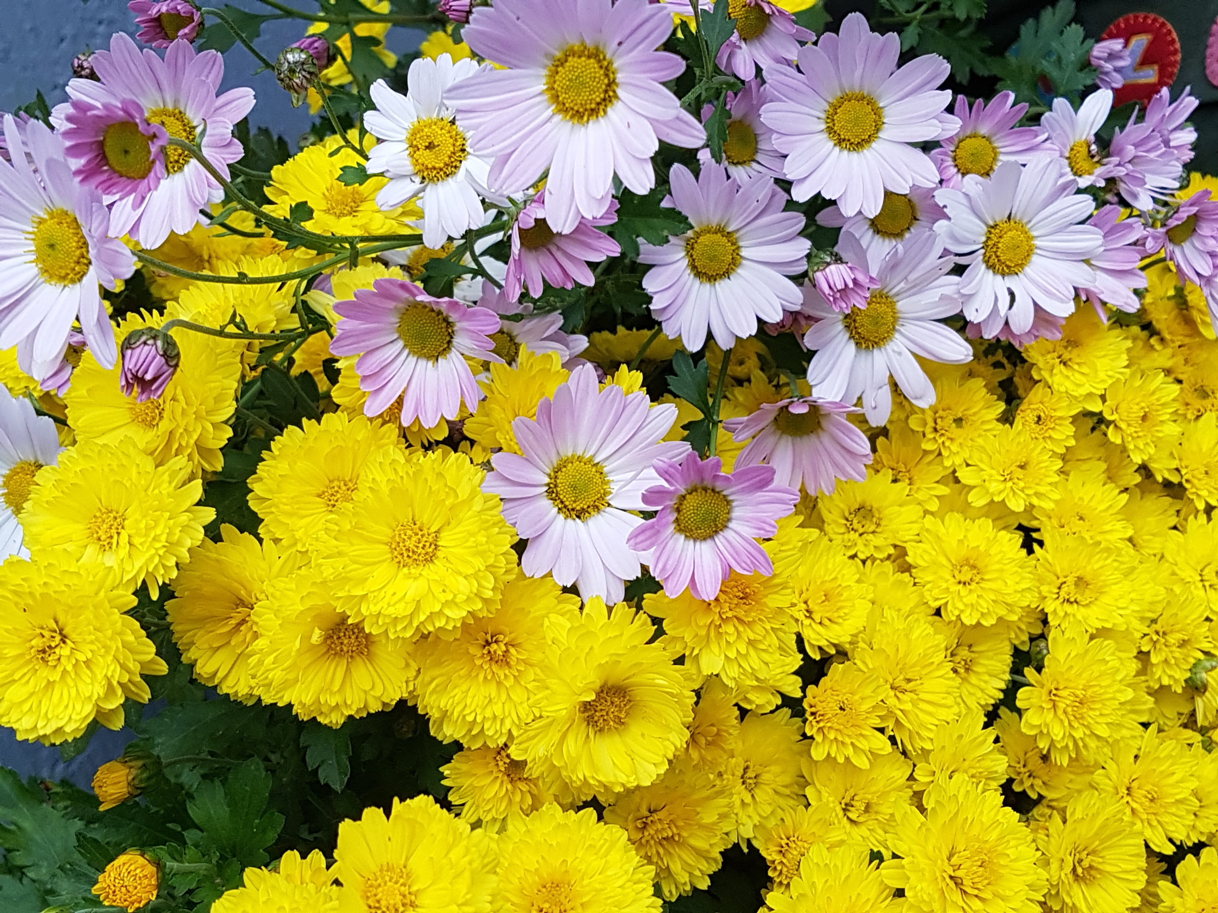 hwasaham, Fall, Yellow, nature, fall flowers, vulnerability, chrysanthemum, close-up, flower head, plant, high angle view, full frame, petal, 4K, freshness, HD Wallpaper