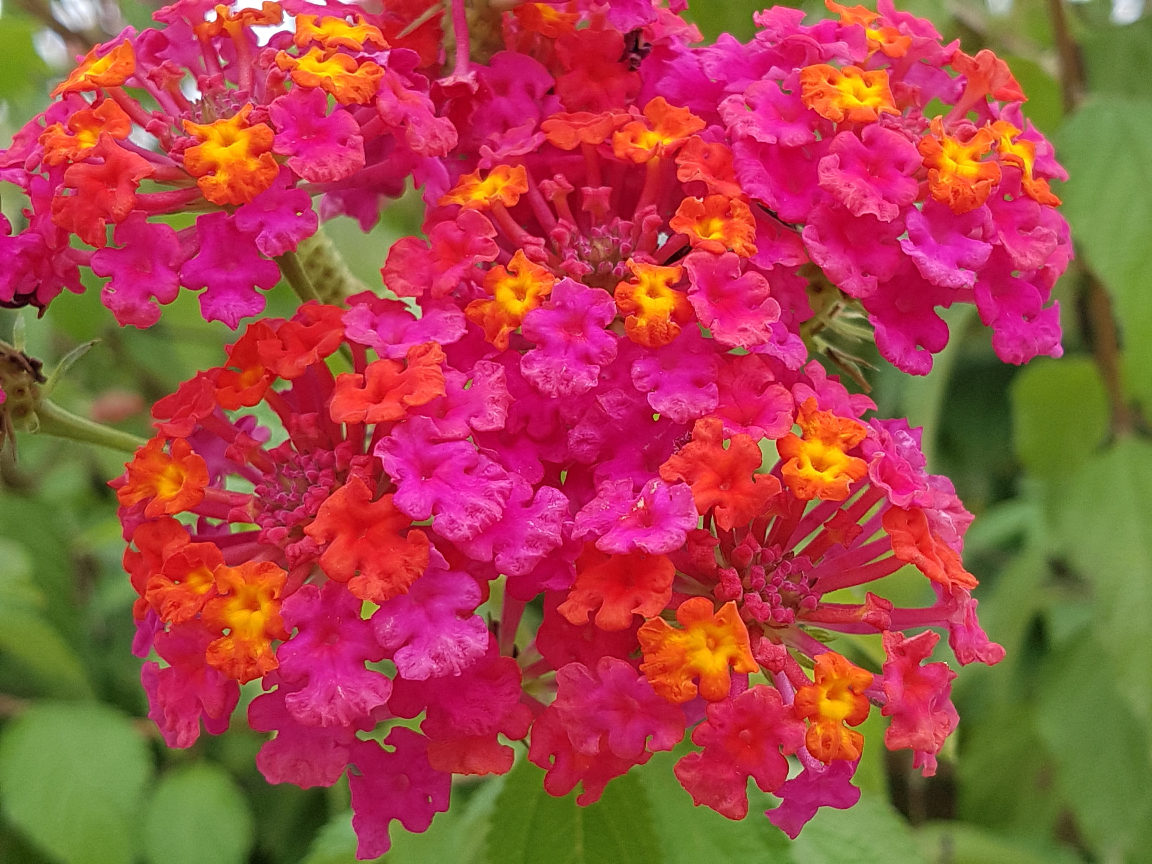 pictures, lantana, park, plant, petal, pink Color, no people, day, botany, leaf, springtime, growth, nature, flowers, fragility, eppeun, Tree, bunch of flowers, HD Wallpaper