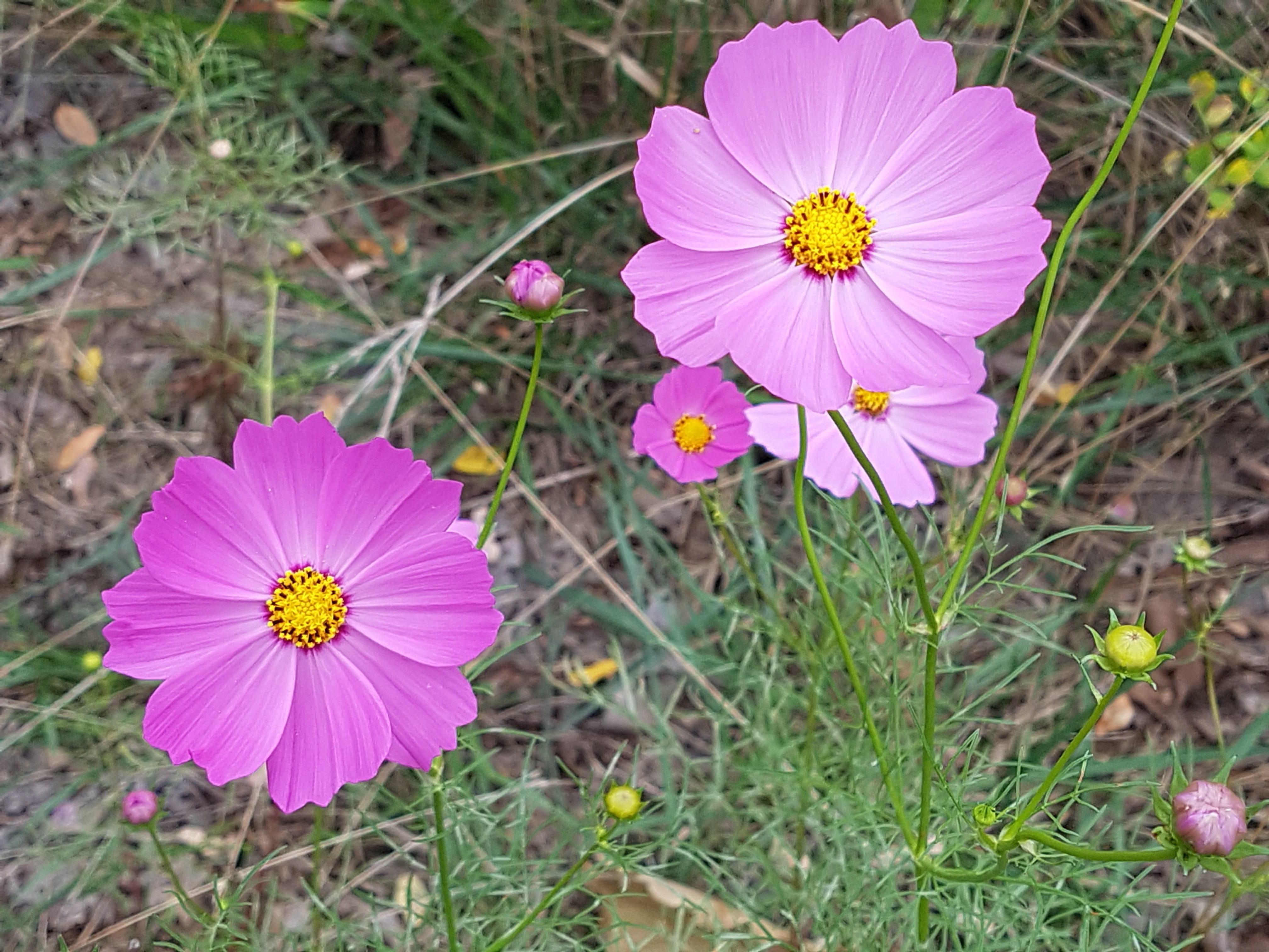 hwasaham, beauty, flower head, field, vulnerability, cosmos flower, flower, cosmos, close-up, 4K, pollen, growth, flowering plant, focus on foreground, HD Wallpaper