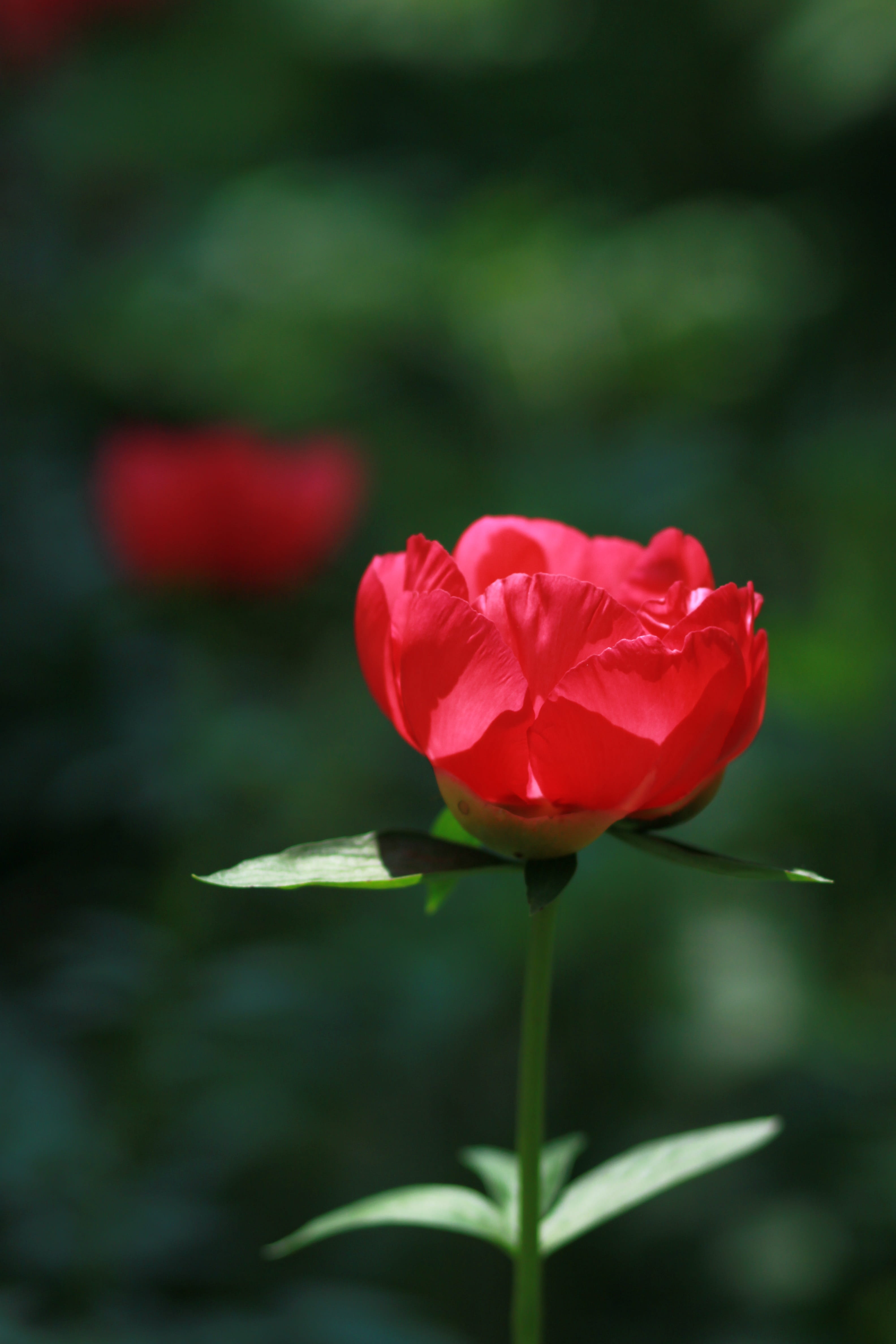 flowering plant, spring, leaf, close-up, growth, pink flower, fragility, park, season, beauty, beautiful, chinese peony, outdoors, crush, hwasaham, vulnerability, Phone HD Wallpaper