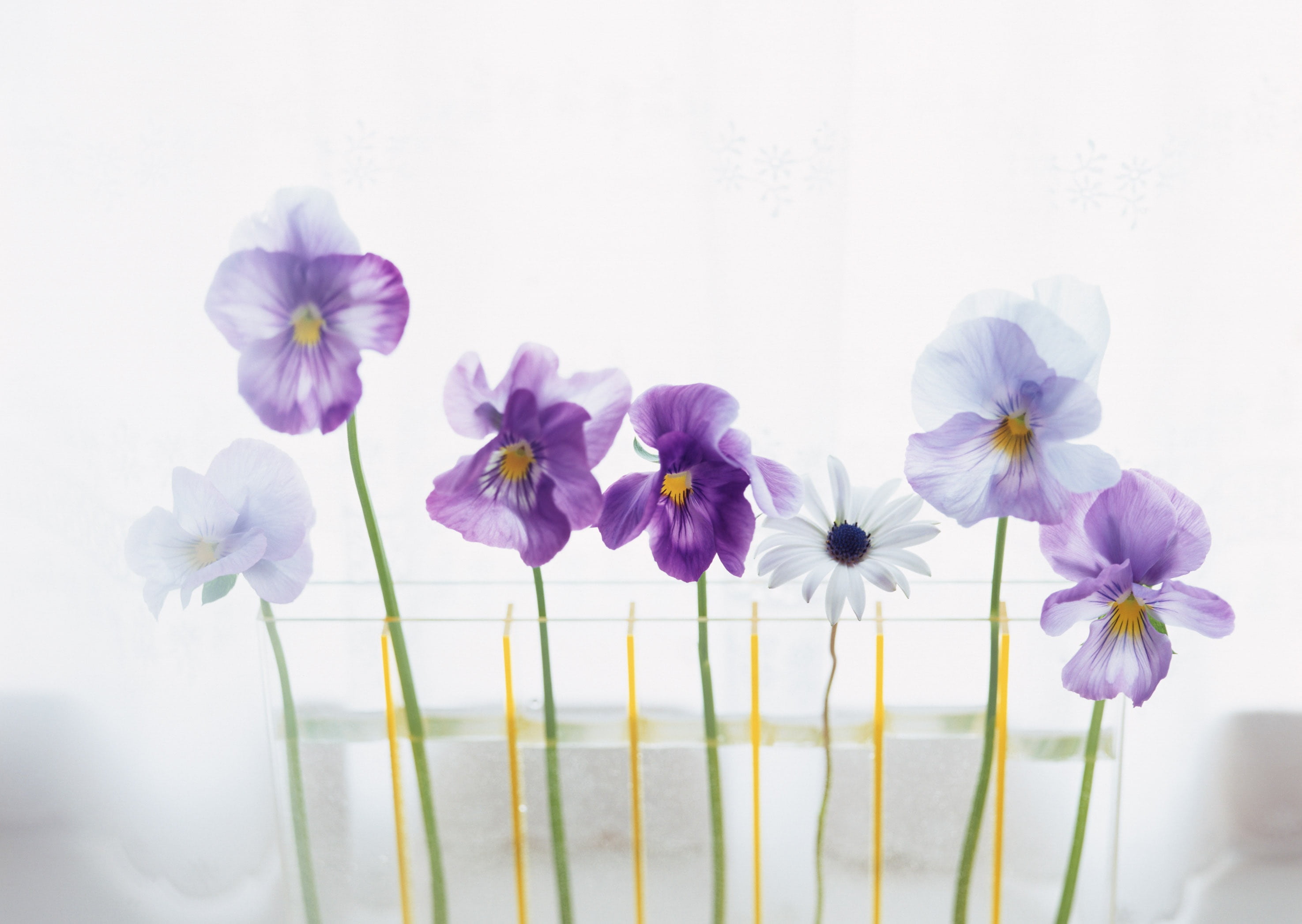 flower, nature, petal, freshness, flower head, see flowers, no people, hwasaham, vulnerability, inflorescence, interior, close-up, fragility, springtime, HD Wallpaper