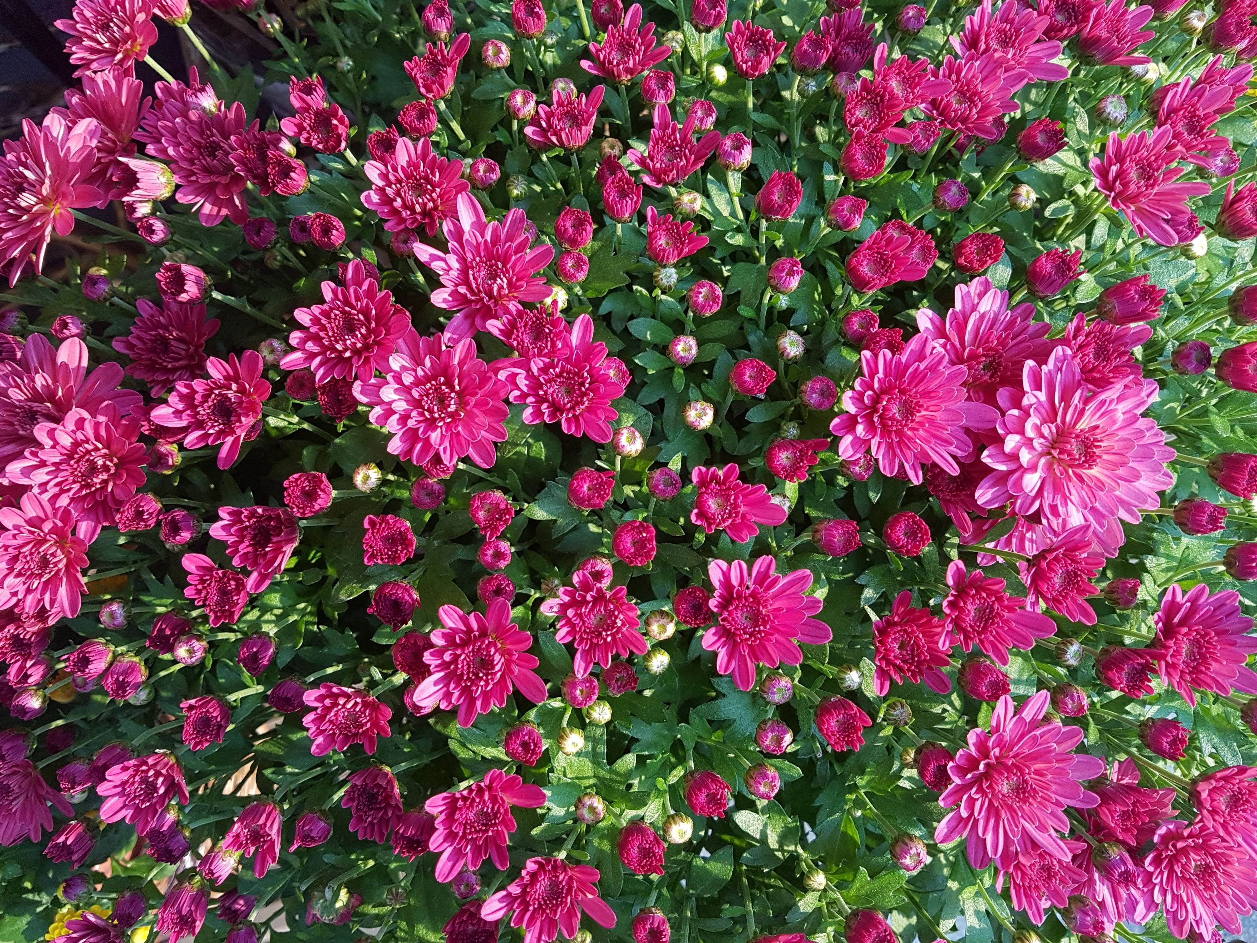 fragility, outdoors, hong kogiku, blossom, growth, pink Color, flower, flower, 4K, full frame, autumn, flowerbed, backgrounds, no people, directly above, HD Wallpaper