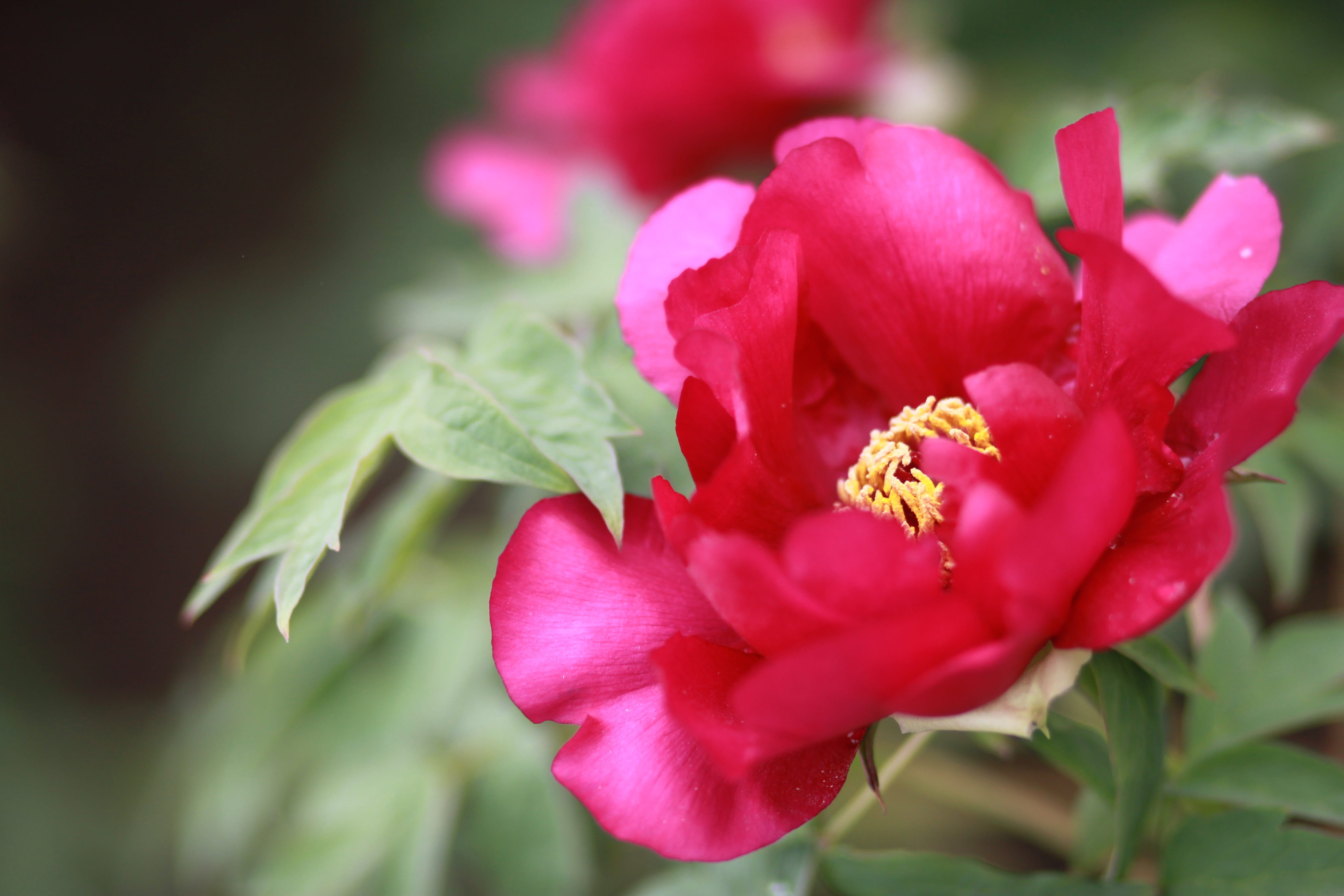 pink flower, outdoors, bud, affix, nature, freshness, season, flower garden, focus on foreground, pink color, beauty in nature, vivid, blossom, tree peony, HD Wallpaper