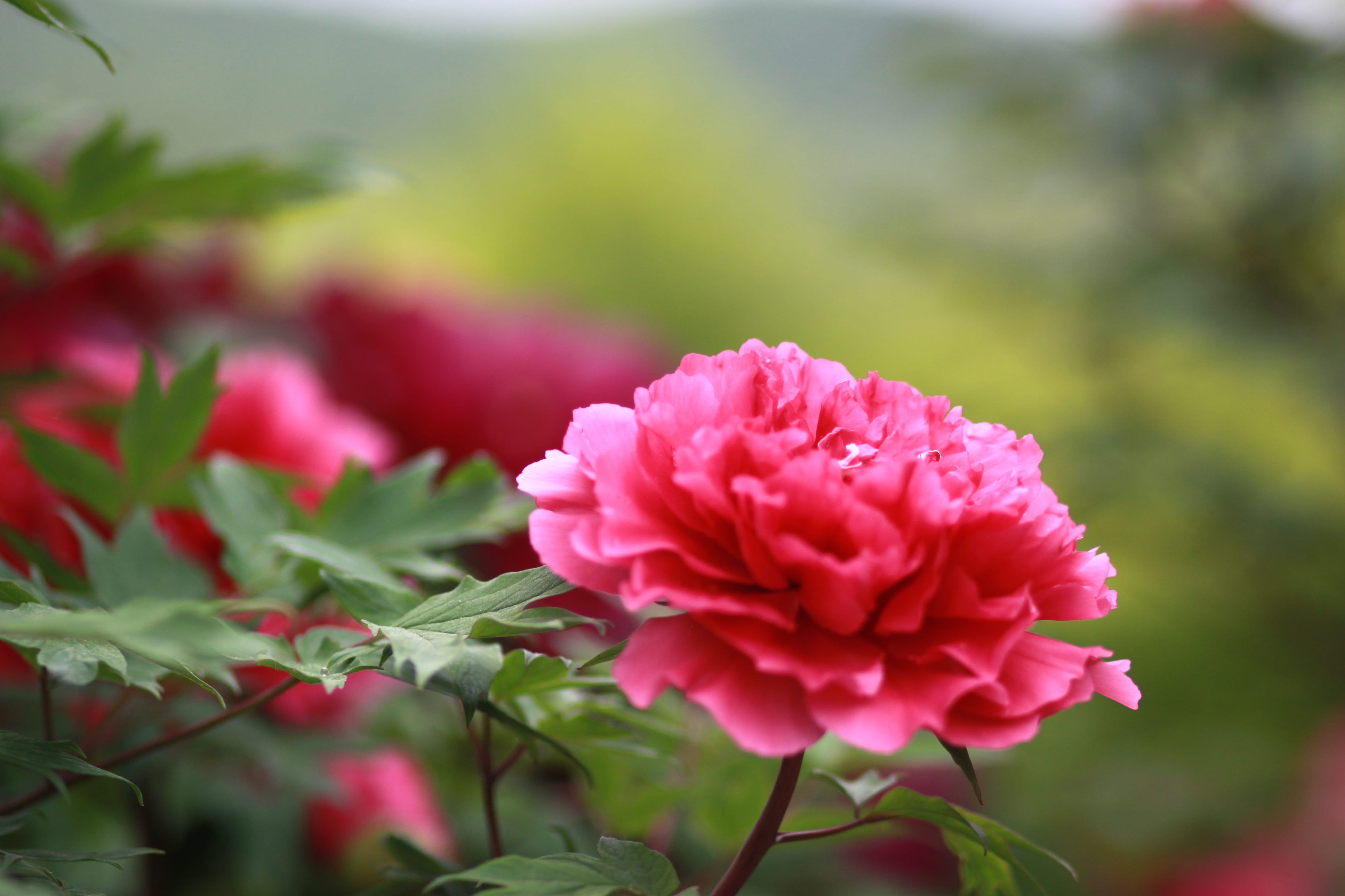 bud, cluster, 4K, park, beauty in nature, flower head, flower garden, beauty, outdoors, plants, spring, inflorescence, growth, day, chinese peony, spring flowers, HD Wallpaper