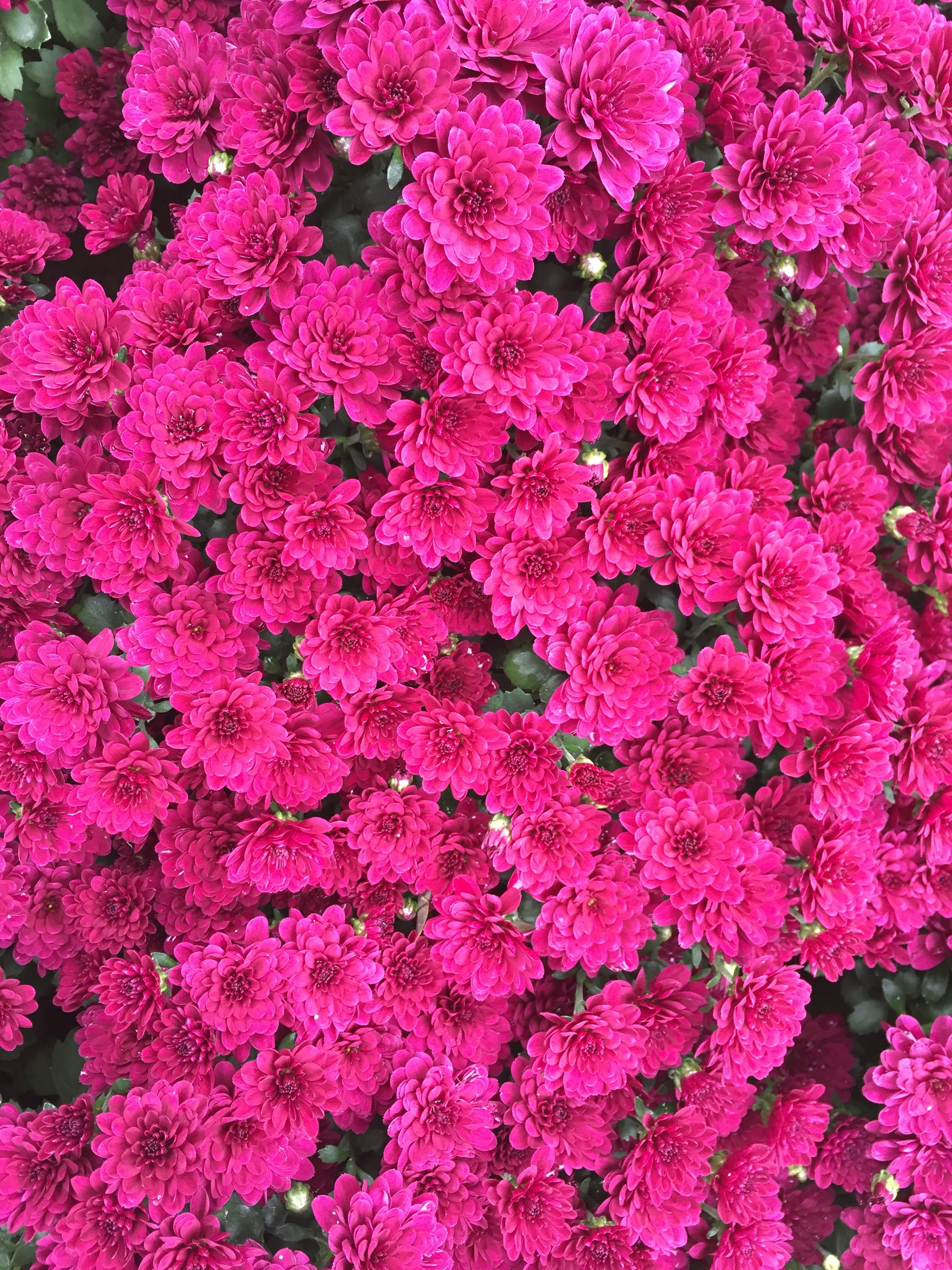 backgrounds, growth, vulnerability, beautiful, abundance, flower head, flower, nature, red flowers, inflorescence, pink color, beauty in nature, hwasaham, Phone HD Wallpaper