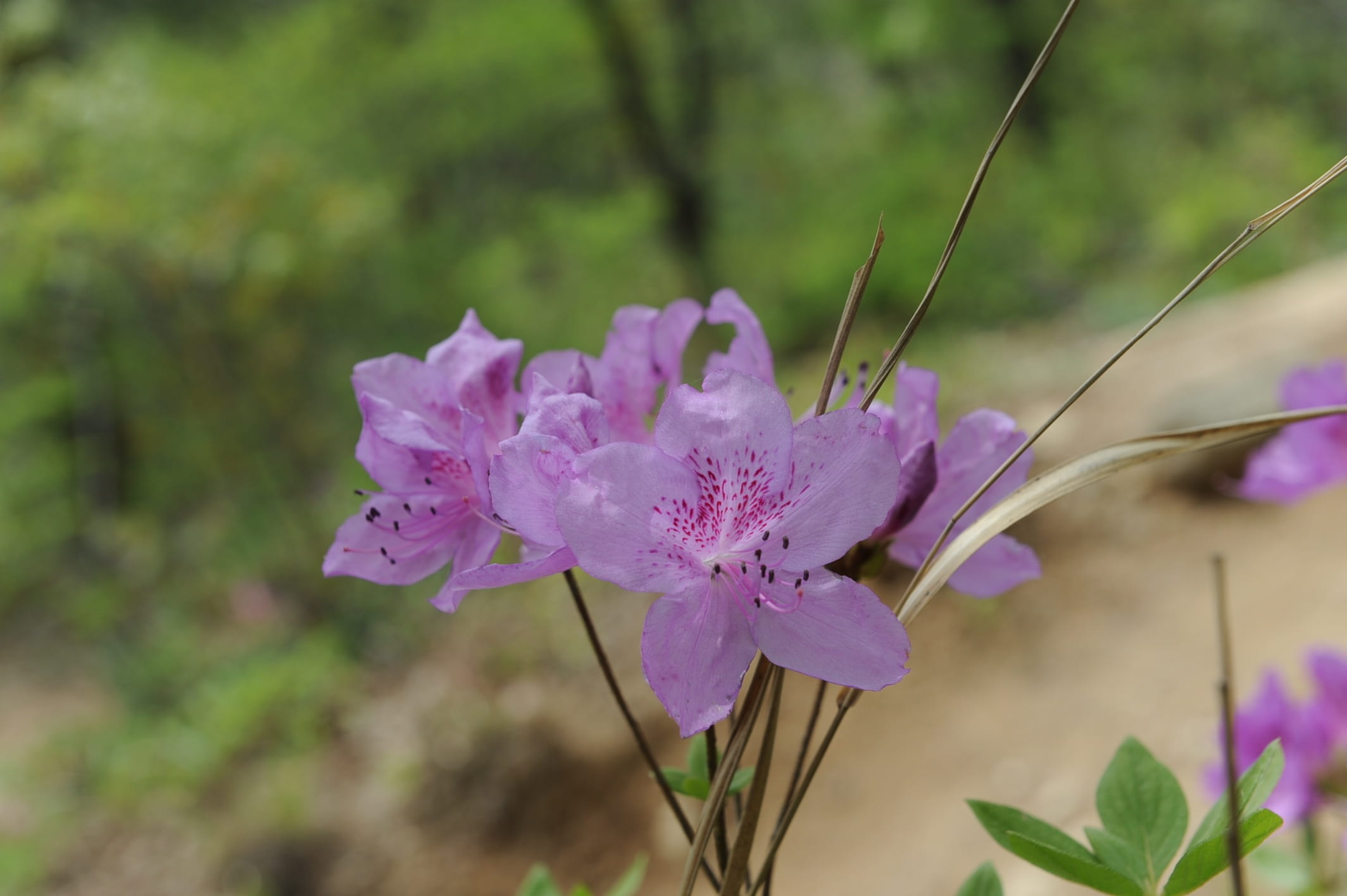 selective focus, hwasaham, focus on foreground, plant, flower, fragility, no people, pink color, petal, day, beauty in nature, nature, mountain, royal azaleas, HD Wallpaper