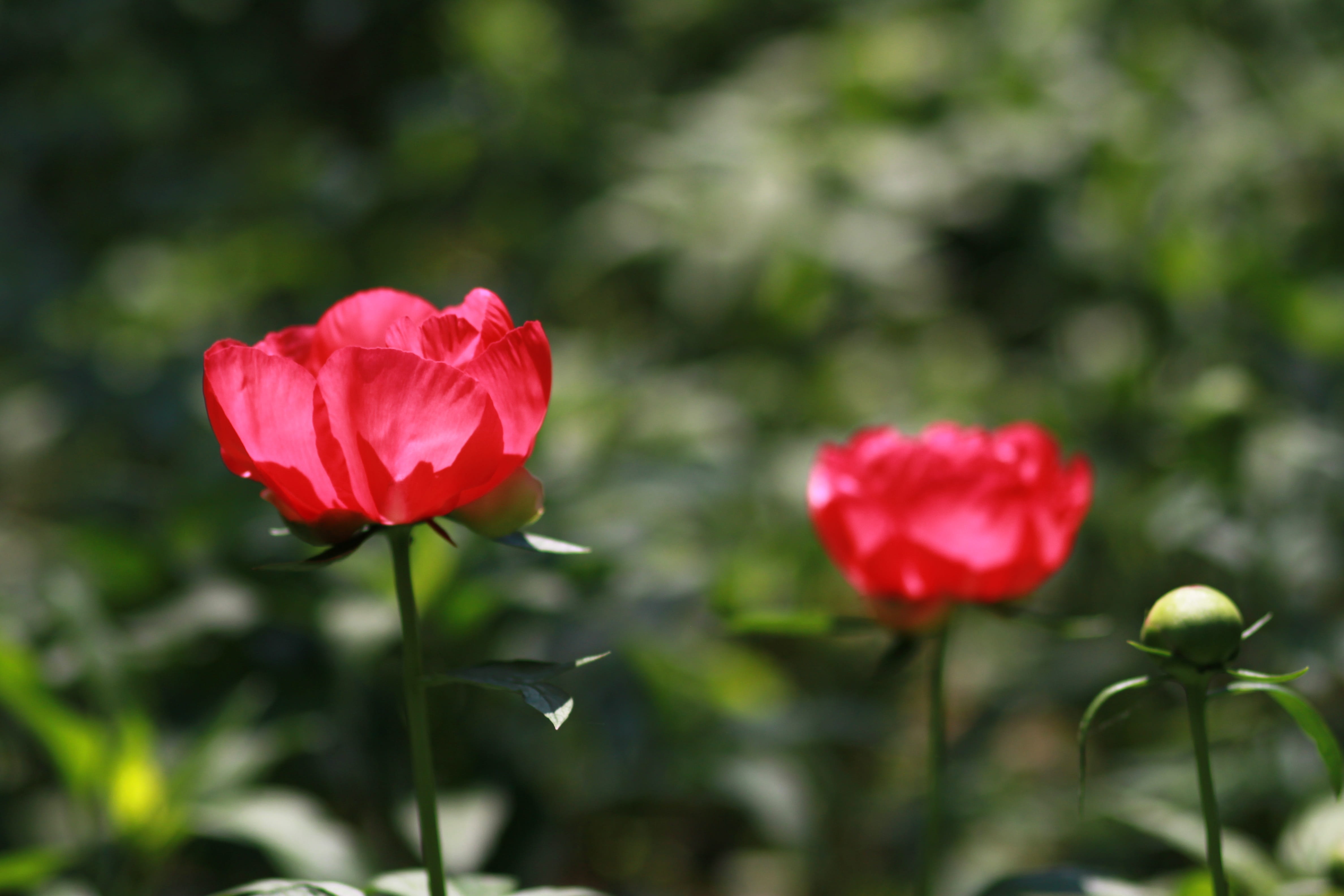 vivid, cluster, leaf, crush, beauty in nature, outdoors, season, plant stem, pink, red flowers, tree peony, the, skin, pink flower, day, 4K, flowering plant, HD Wallpaper