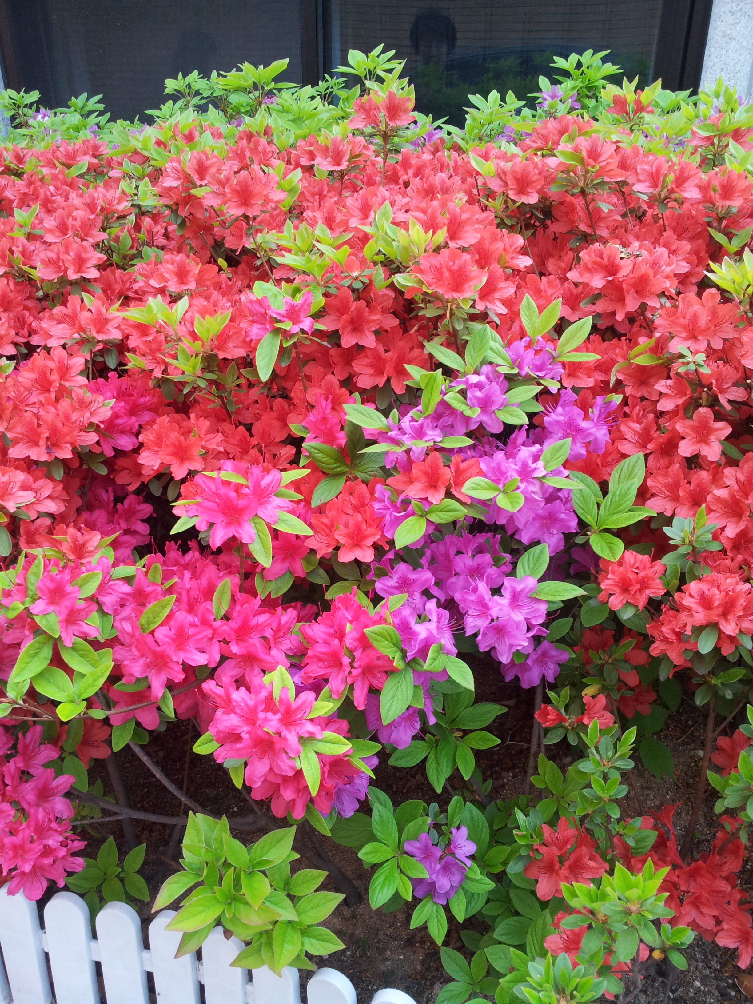 azalea trees, hwasaham, pink color, beauty, blossom, growth, bunch of flowers, leaf, close-up, plants, spring, freshness, flower horn, plant part, flowerbed, Phone HD Wallpaper
