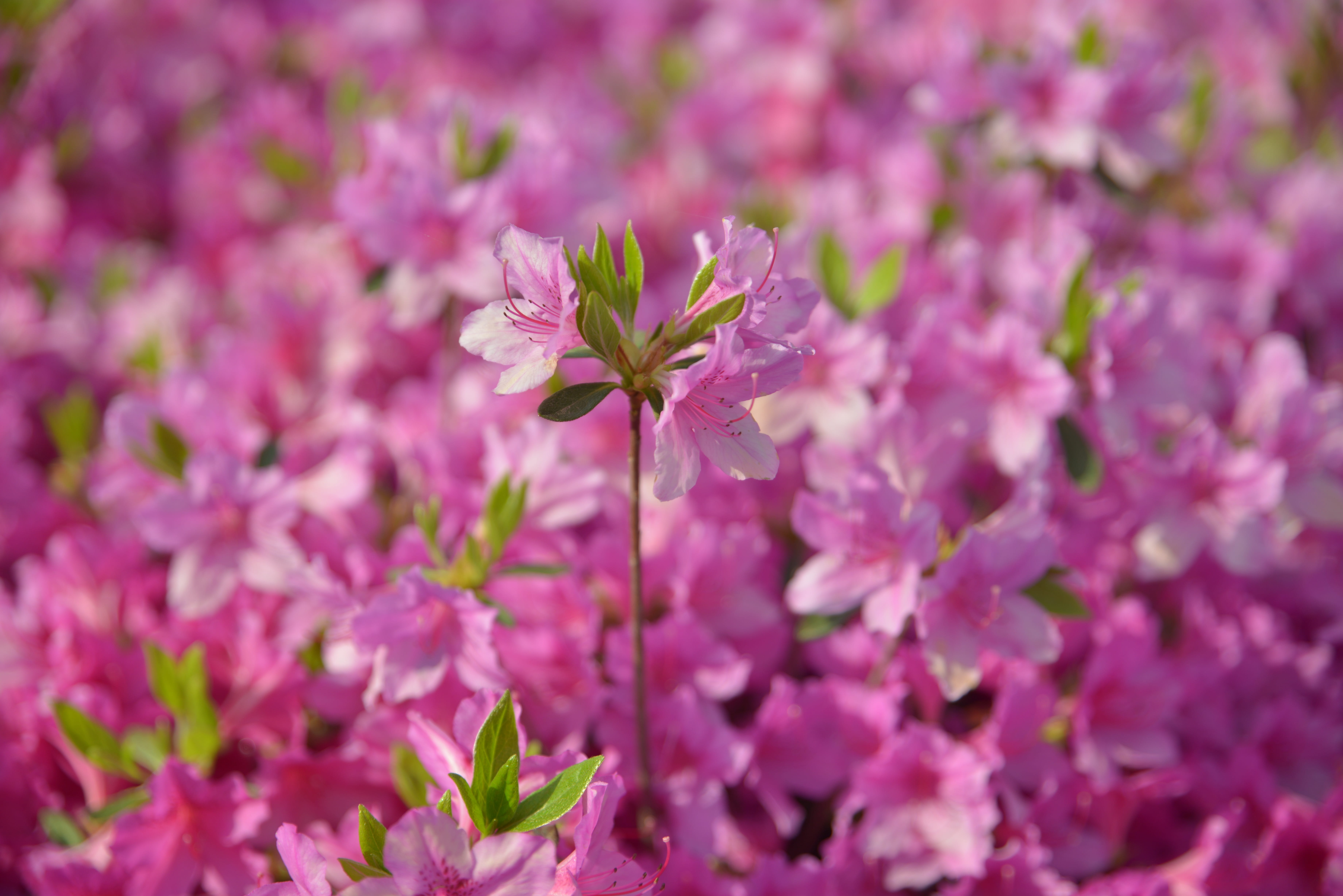 growth, lilac, beauty in nature, Spring, flowering plant, vulnerability, landscape, nature, bee, Pink, freshness, springtime, blossom, 5K, red flowers, HD Wallpaper