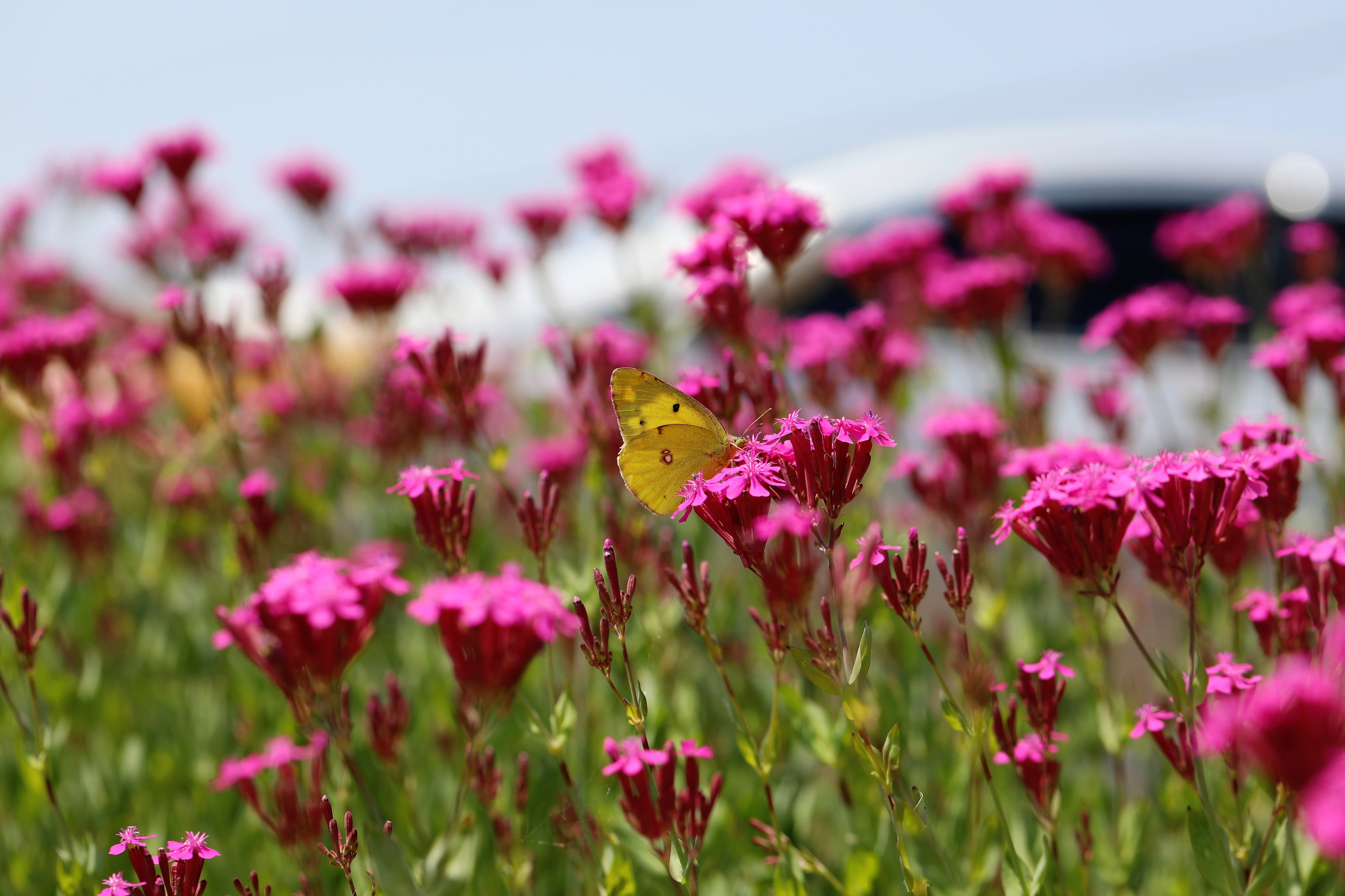 pink flower, animals in the wild, may, insect, pink color, no people, growth, butterfly - insect, fragility, pollination, 5K, flower head, Flower, vulnerability, HD Wallpaper