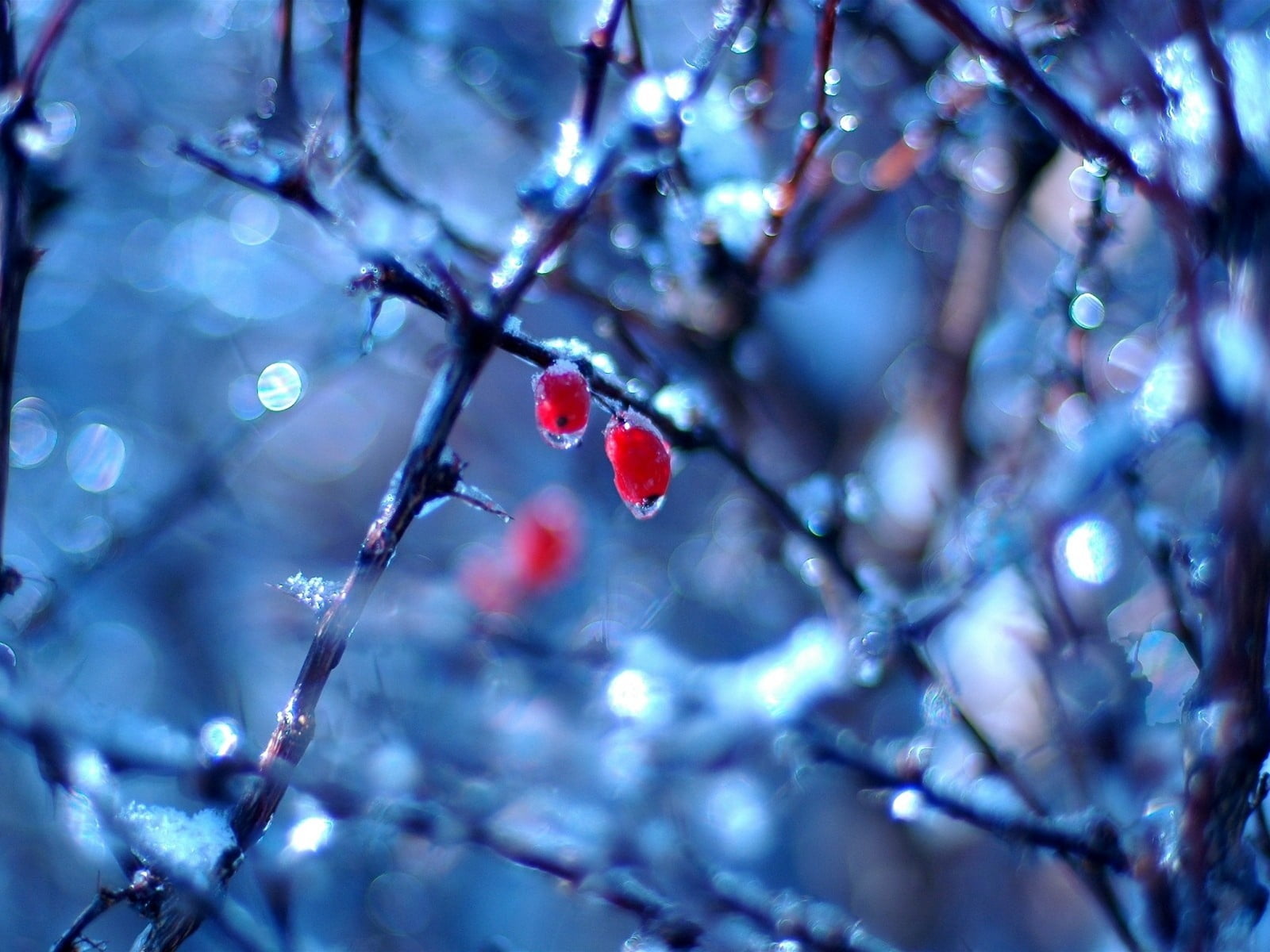 fruits, dogrose, 720P, bright, season, frozen, leaf, growth, cold - Temperature, food and drink, snow, christmas, day, berry Fruit, fruit, celebration, HD Wallpaper