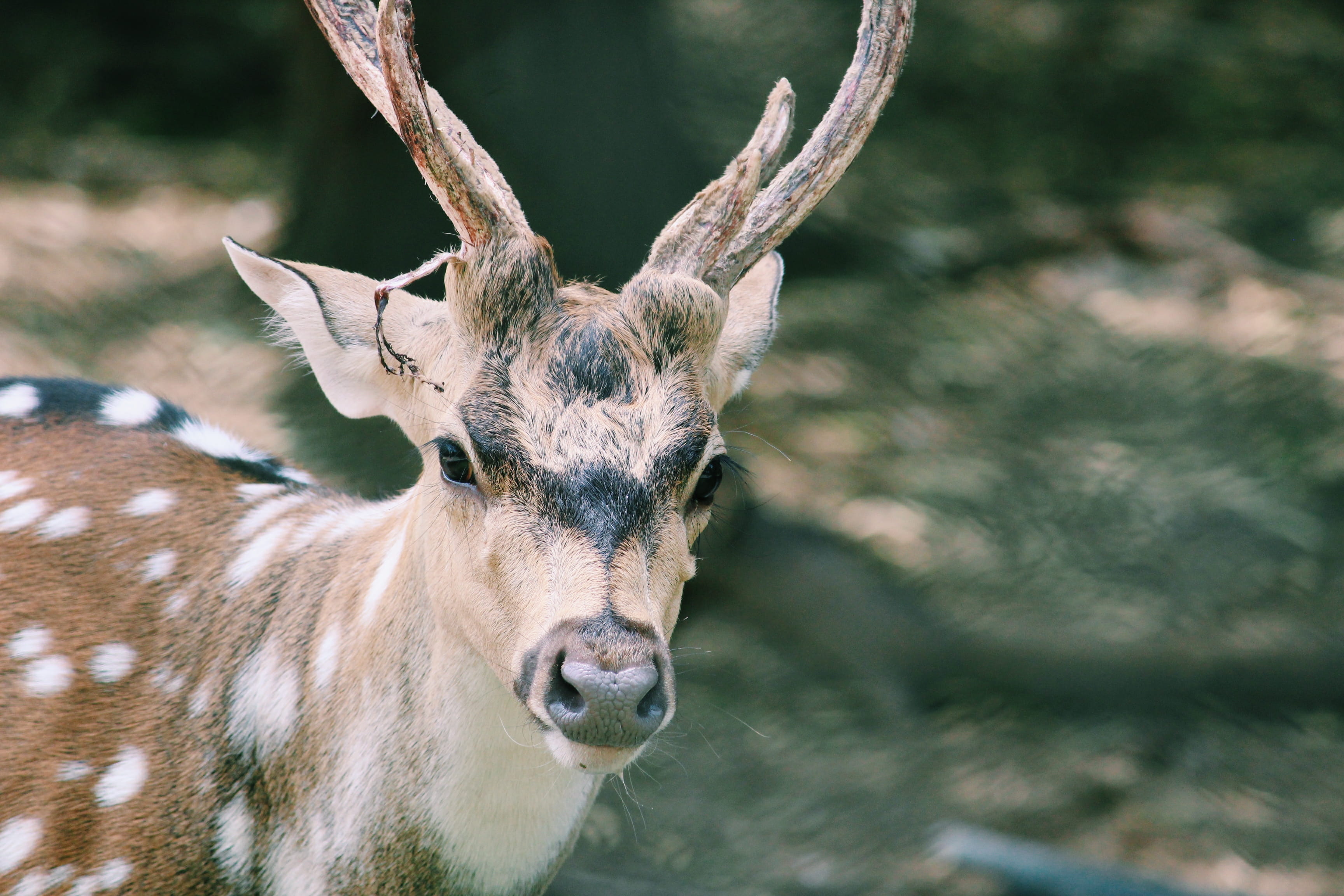 friend, nature, green park, animal head, photo, cute, day, close-up, animal, animals in the wild, deer, sweet, travel, zoo, love, delhi zoo, portrait, india, HD Wallpaper