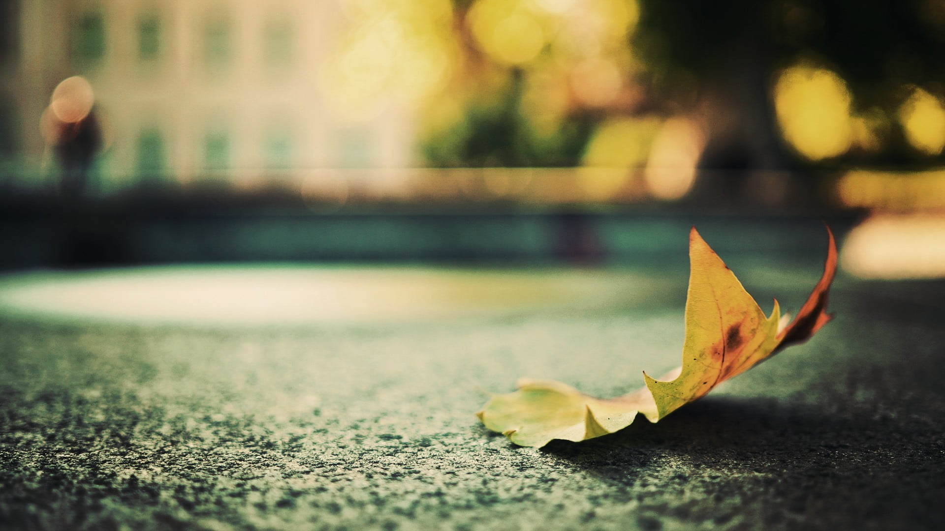 leaf, leaves, day, 1080P, autumn, change, road, dry, natural condition, outdoors, yellow, focus on foreground, street, plant, selective focus, depth of field, HD Wallpaper