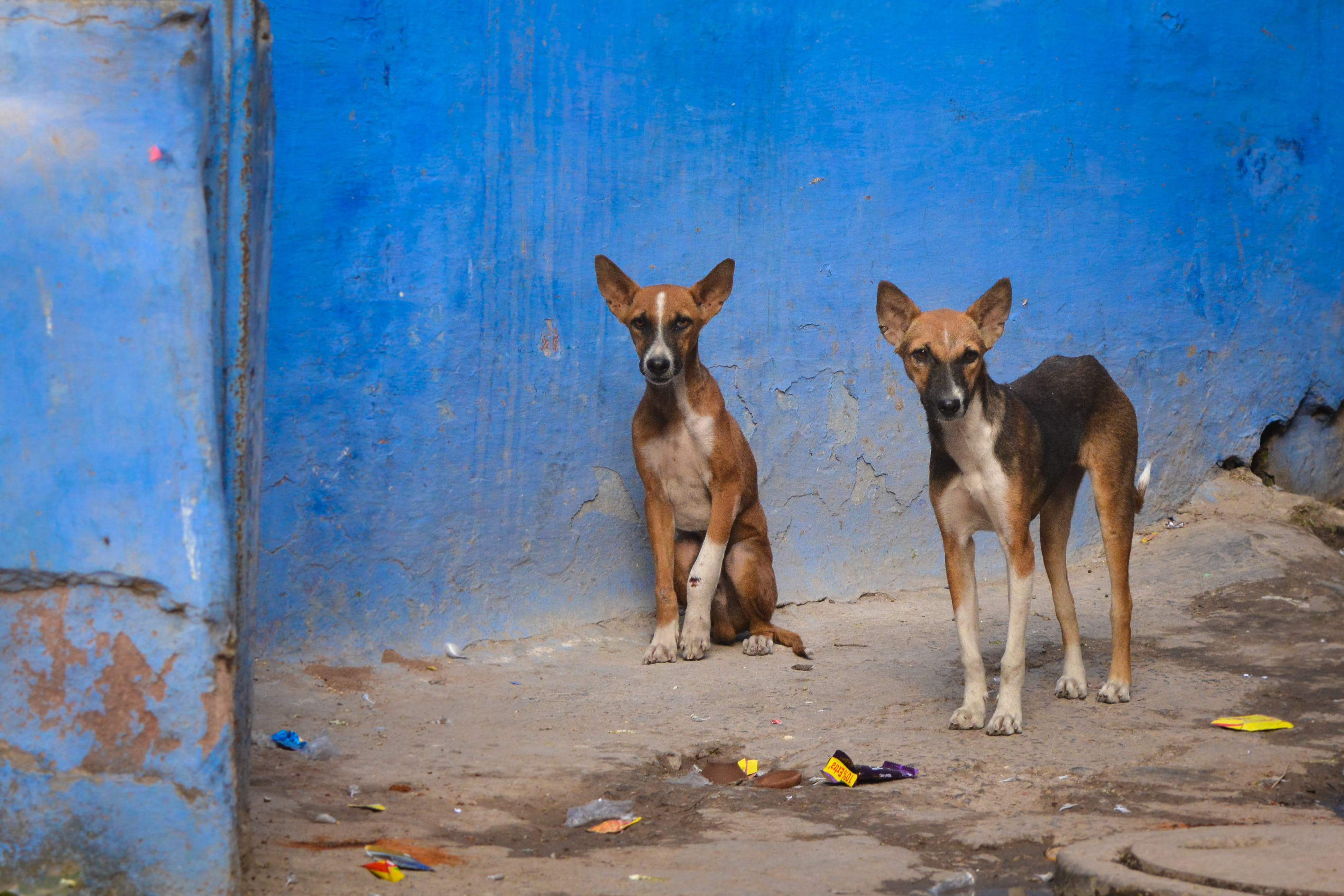 vertebrate, portrait, animal family, sitting, two animals, animals, domestic animals, fort, mammal, streets of india, dogs, day, no people, dog, concrete, HD Wallpaper
