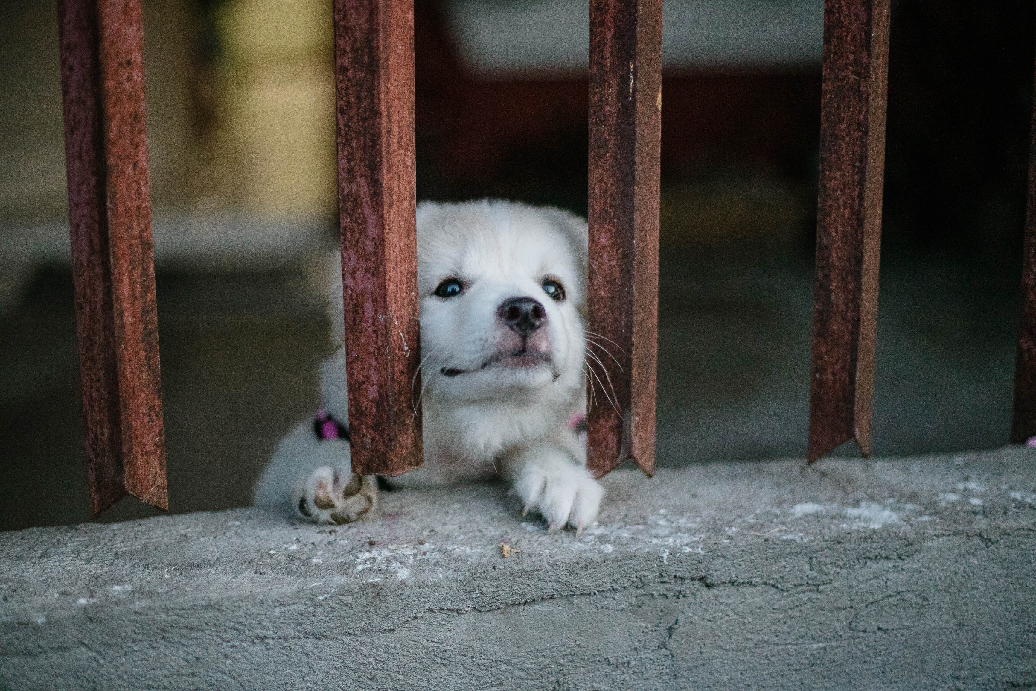 looking, close-up, sadness, cage, one animal, young animal, adorable, puppy, dog, vertebrate, mammal, focus on foreground, 2K, fur, domestic animals, pets, HD Wallpaper