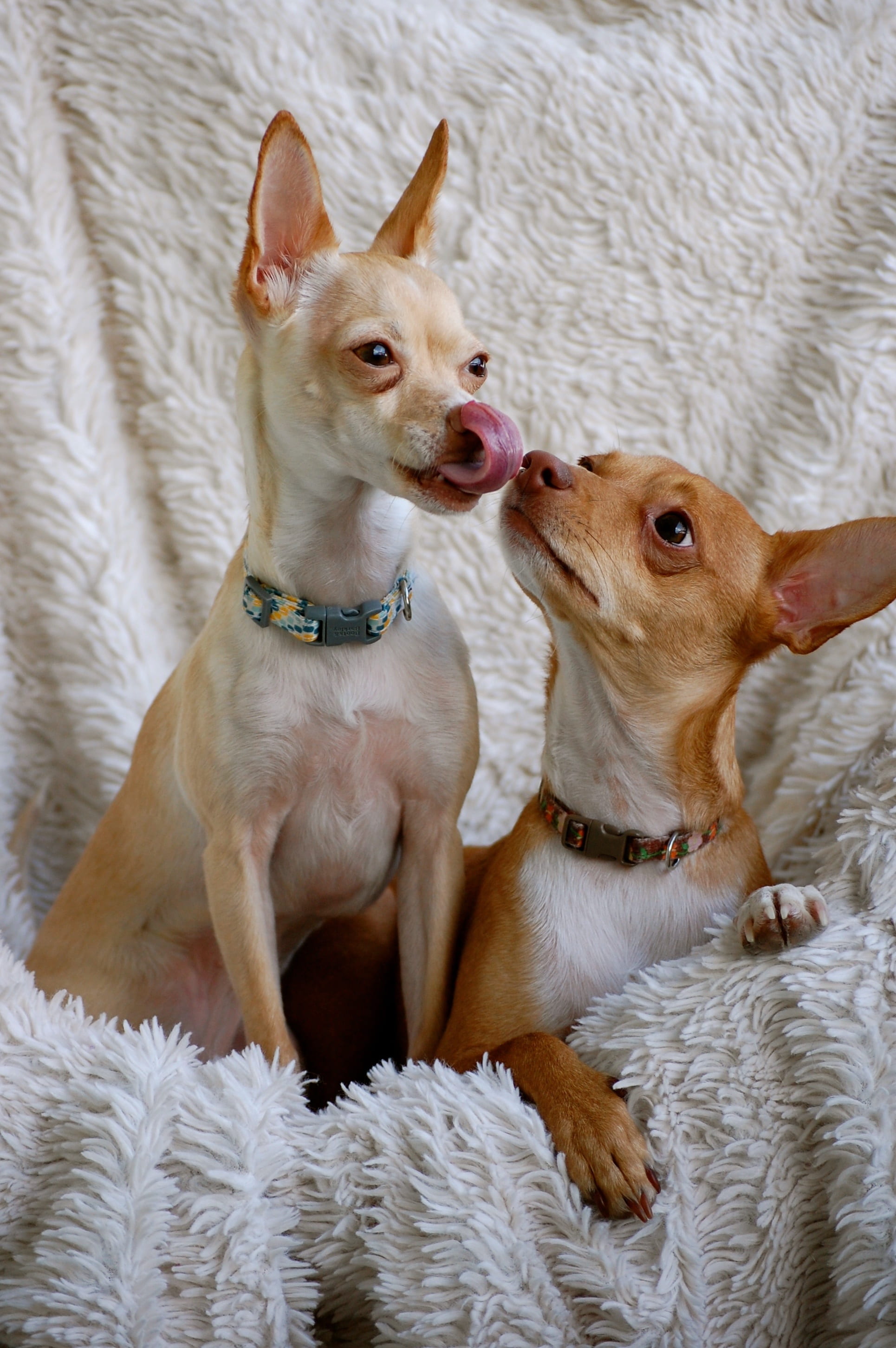 lick, two, small, adorable, pets, mammal, domestic, dog, pair, love, curious, tan, furniture, animal, pet, friends, domestic animals, chihuahua - dog, vertebrate, Phone HD Wallpaper