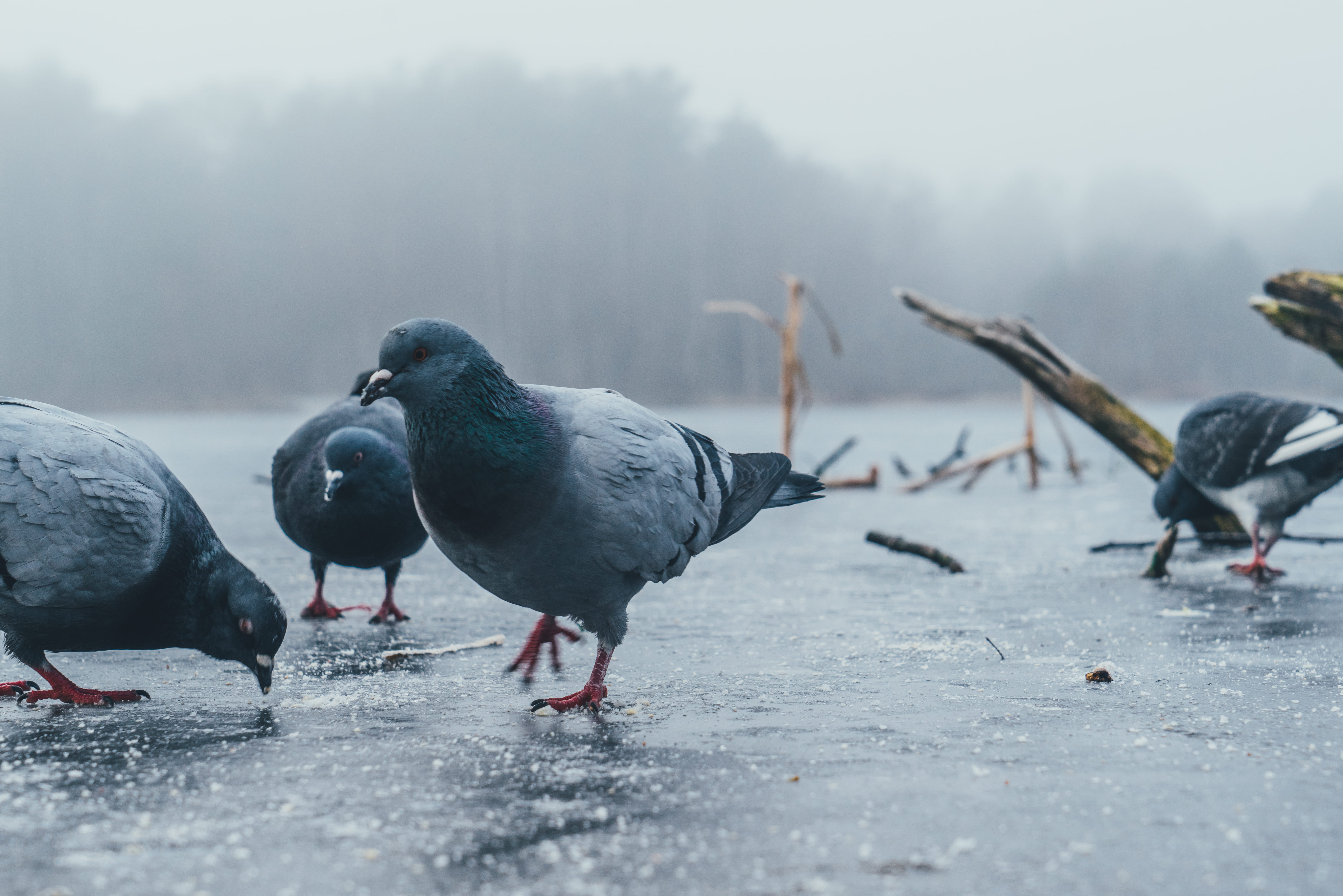 focus on foreground, frozen, pigeon, no people, beak, animal themes, dove, selective focus, low, fashion, winter, geranium, animal wildlife, animals in the wild, HD Wallpaper