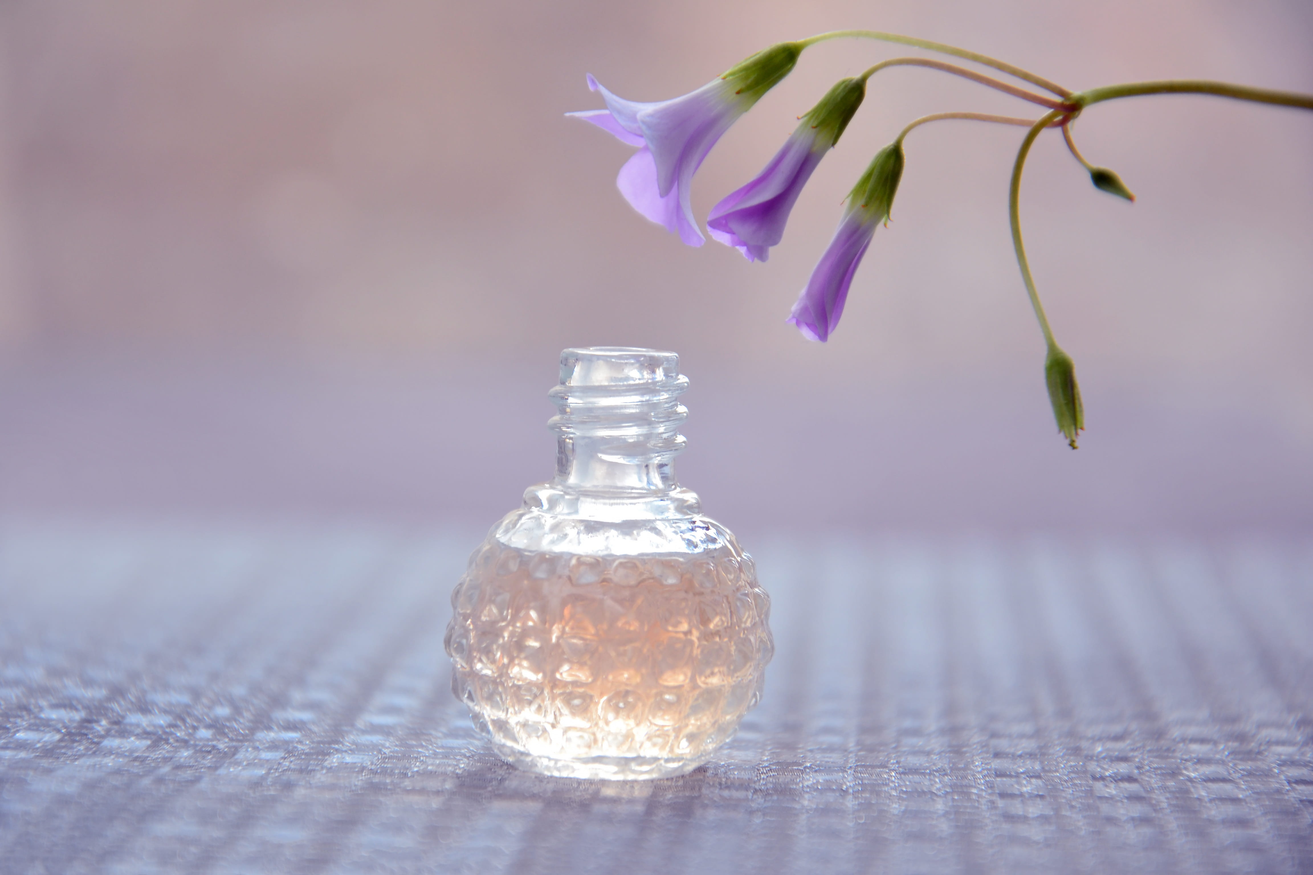 purple, aroma, petal, plant, glass, close-up, flowering plant, softness, perfume, glass - material, flowers, flower head, selective focus, no people, transparent, HD Wallpaper