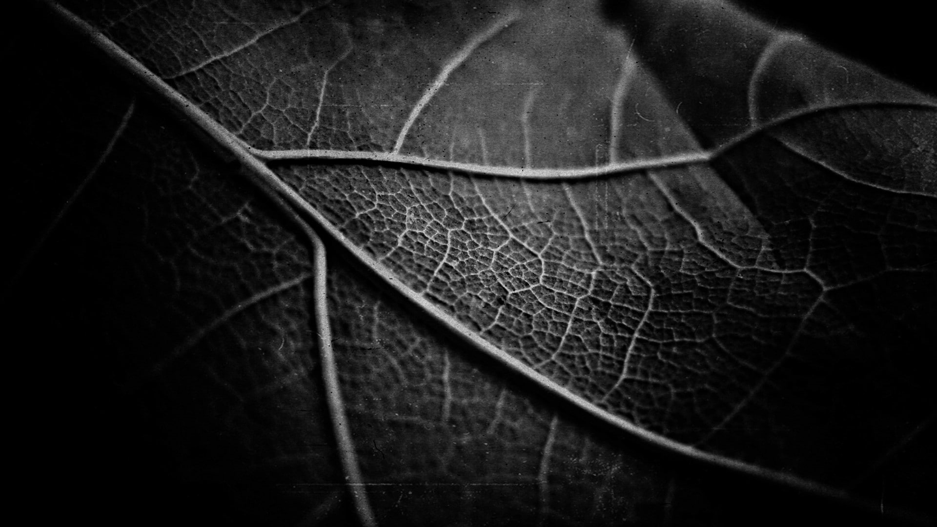 veins, hd, nature, leaf, bw, 1080P, macro, HD Wallpaper