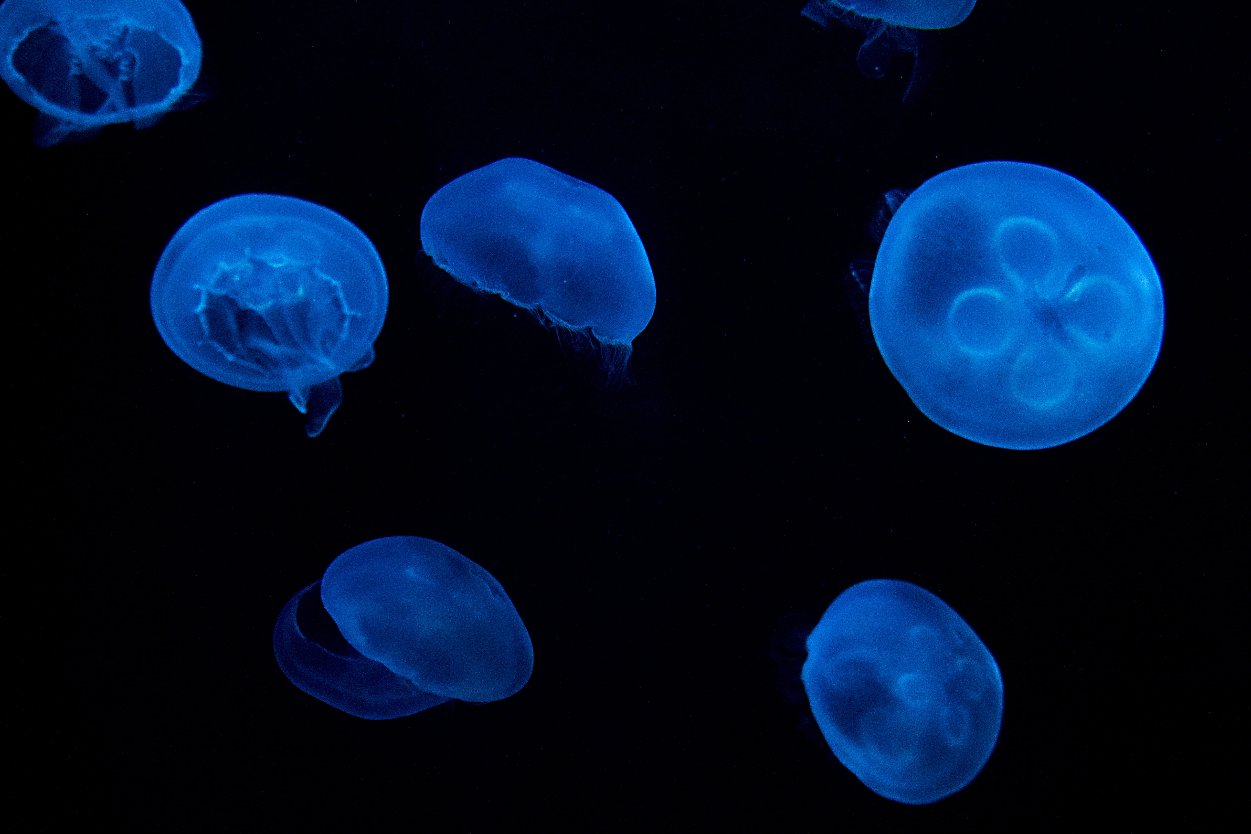 dubai, group of animals, floating on water, nature, digital, united arab emirates, ocean, water, 5K, black, atlantis, no people, swimming, contrast, animal themes, HD Wallpaper