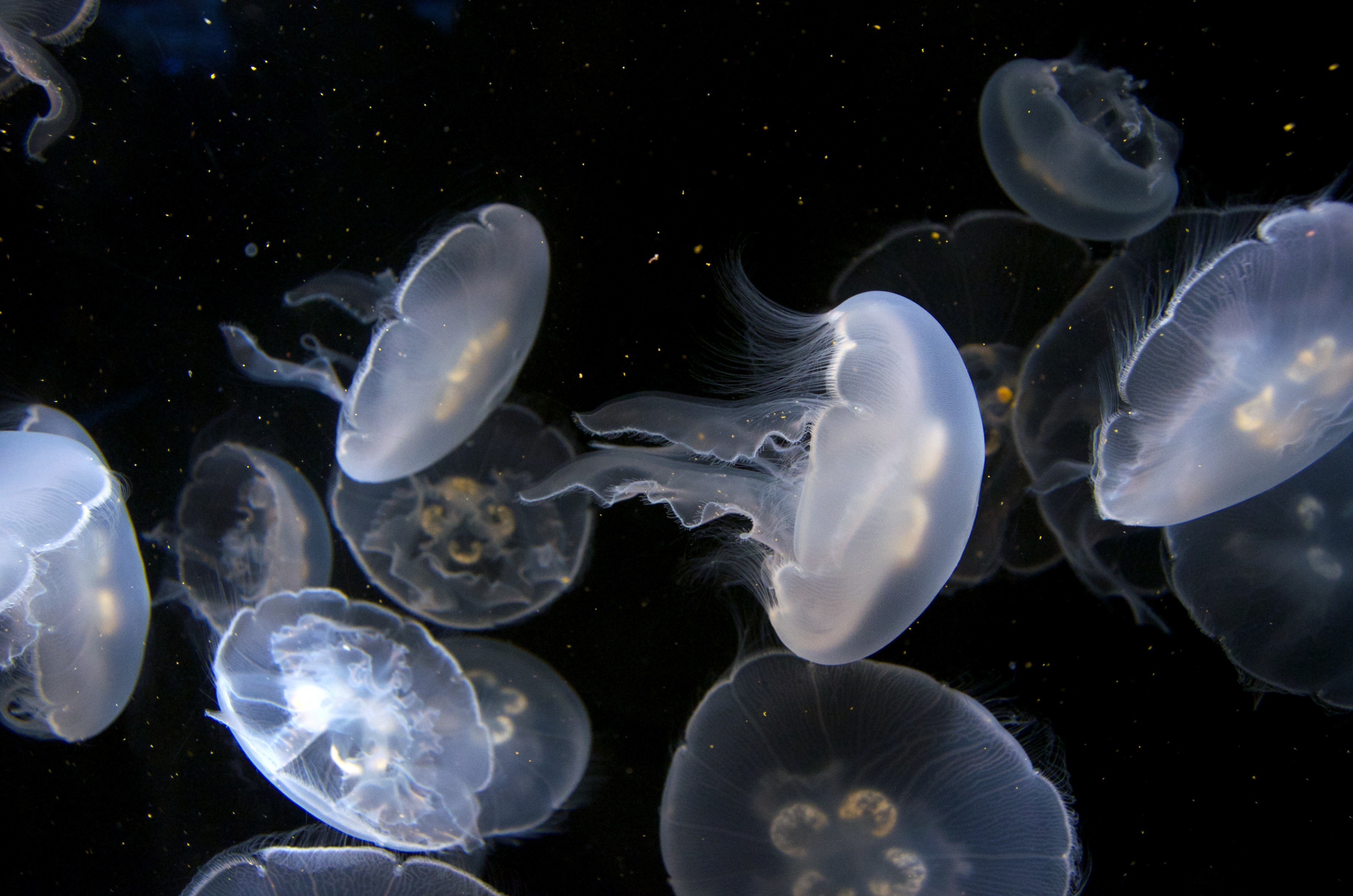 water, swimming, beauty in nature, jellyfishes, marine, sea, school of fish, nature, aquarium, floating on water, large group of animals, 2K, animal, sea life, HD Wallpaper