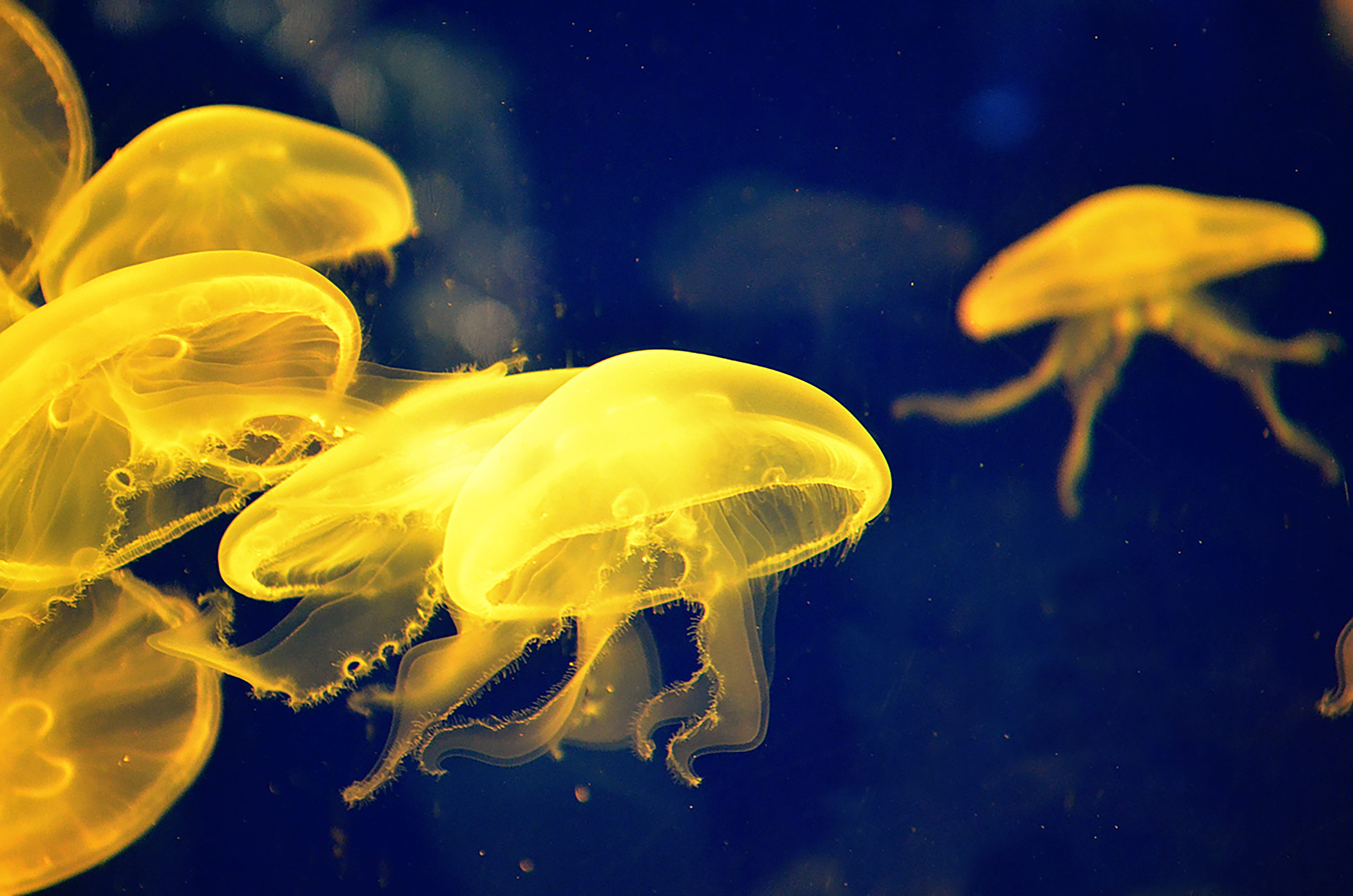 underwater, one animal, 4K, float, animals in captivity, animal wildlife, luminosity, invertebrate, marine, sea life, transparent, fish, translucent, aquatic, HD Wallpaper