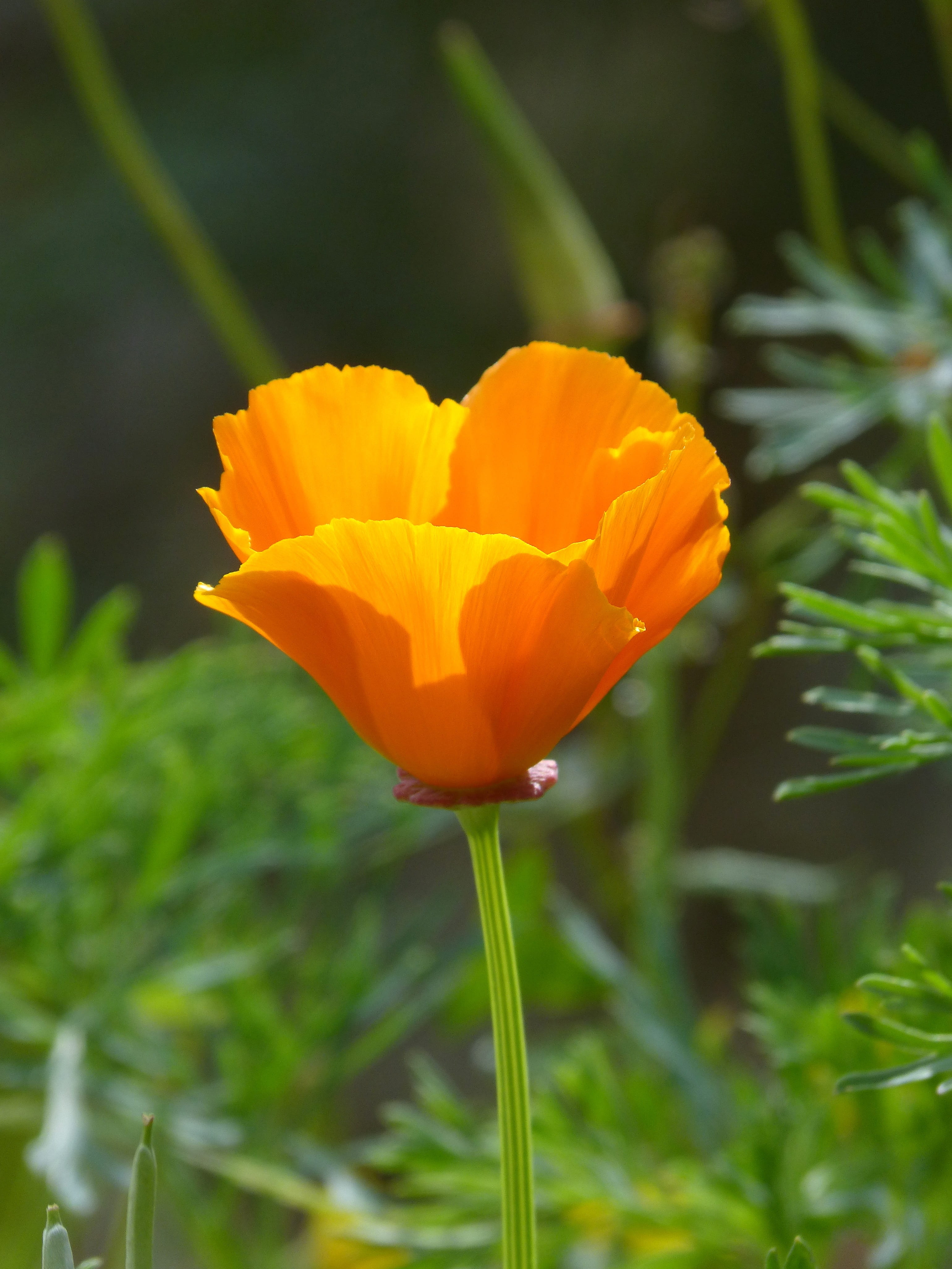 translucent, field, california poppy, no people, vulnerability, beauty in nature, orange color, focus on foreground, day, plant, inflorescence, growth, Phone HD Wallpaper