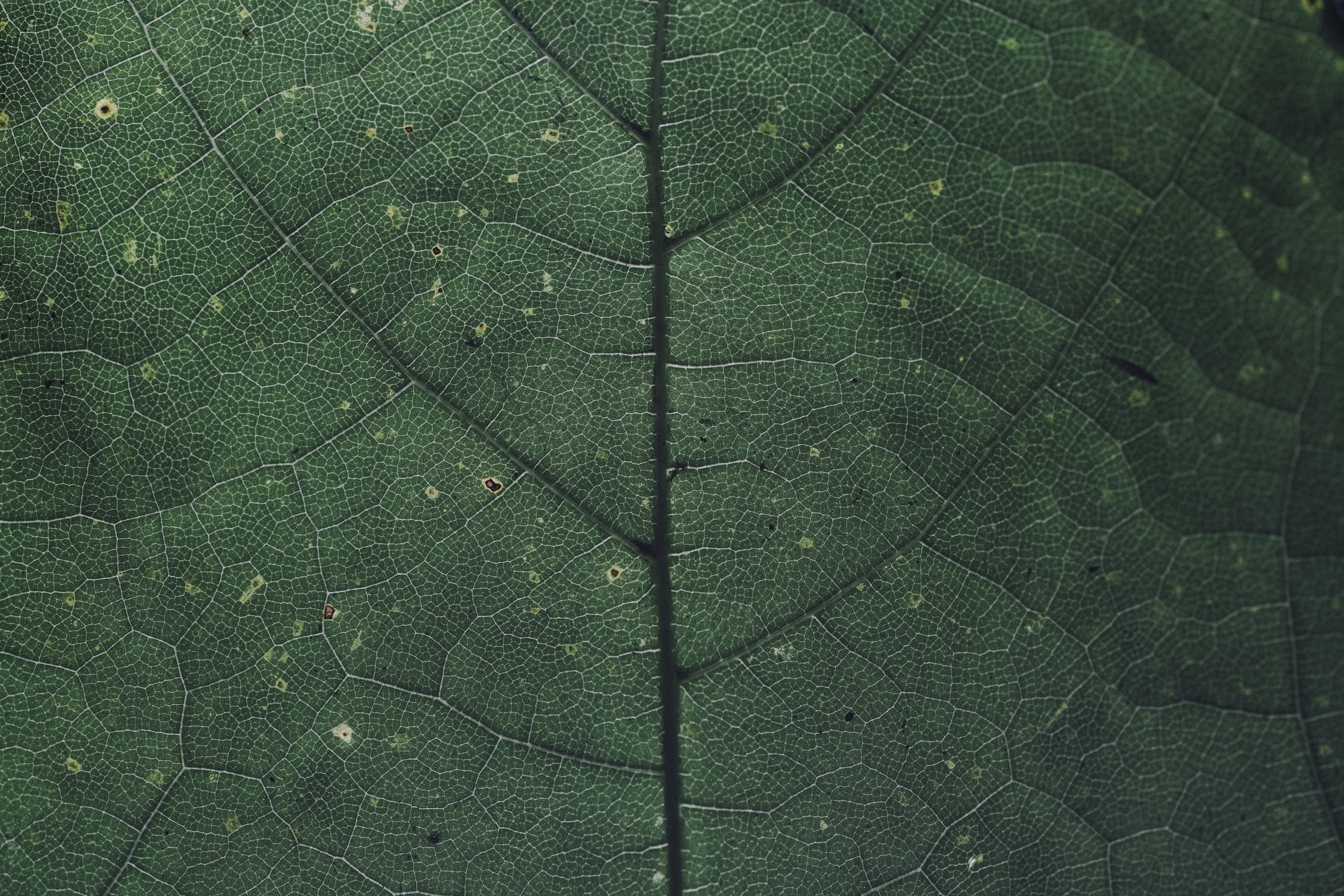 line, season, pattern, structure, growth, translucent, textured, summer, purple, springtime, beauty In Nature, environment, red, nature, photography, close-up, HD Wallpaper