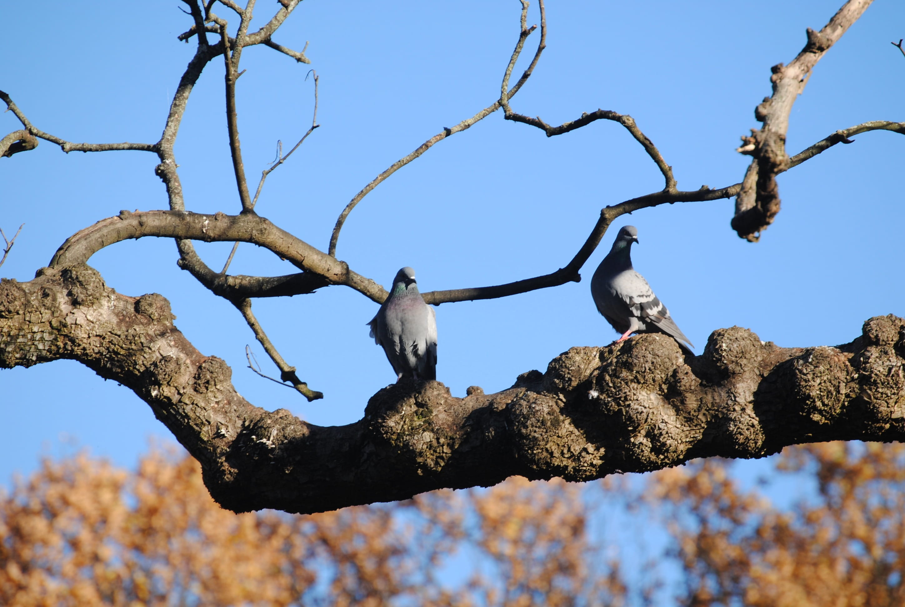 animal, two animals, Cristina, animal wildlife, perching, sky, low angle view, branch, plant, vertebrate, no people, nature, animals in the wild, 2K, day, HD Wallpaper