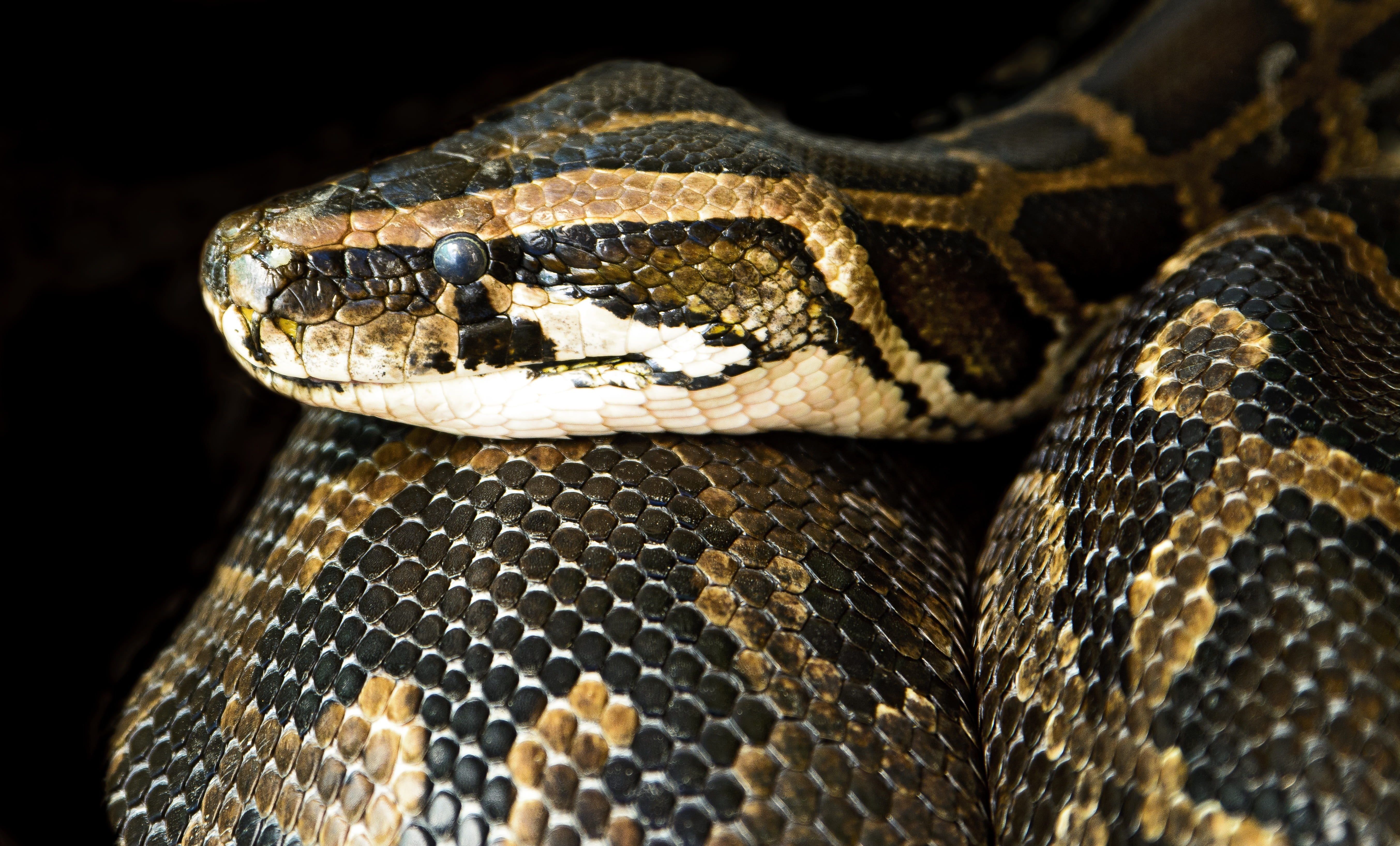 nature, brown, animal eye, animals in the wild, serpent, animal markings, scale, animal, photo, close, animal head, boa, vertebrate, reptile, danger, black background, HD Wallpaper