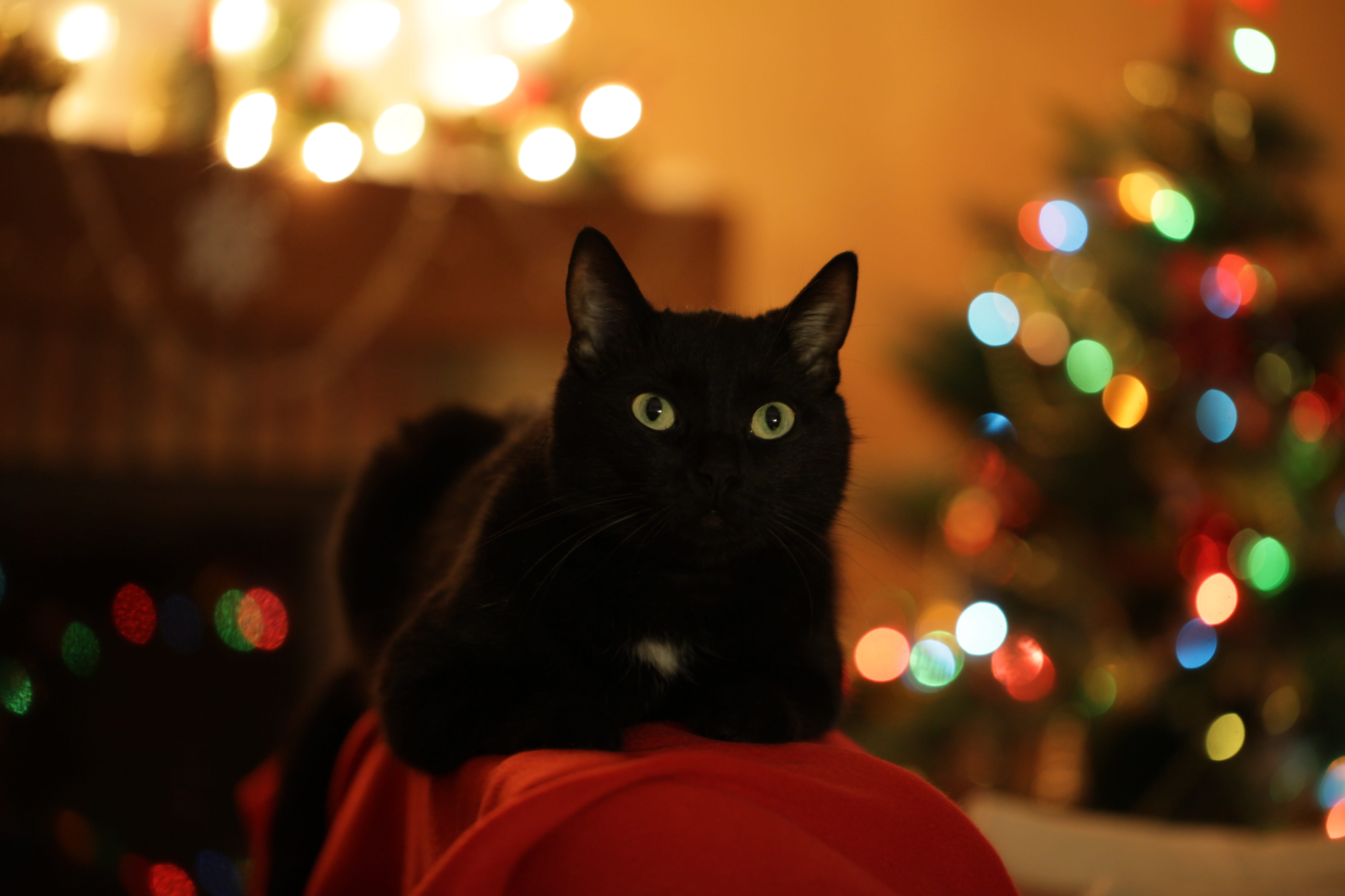 christmas decoration, looking at camera, 5K, animal, night, decoration, one animal, christmas, pets, christmas cat, christmas tree, swag, animal themes, HD Wallpaper