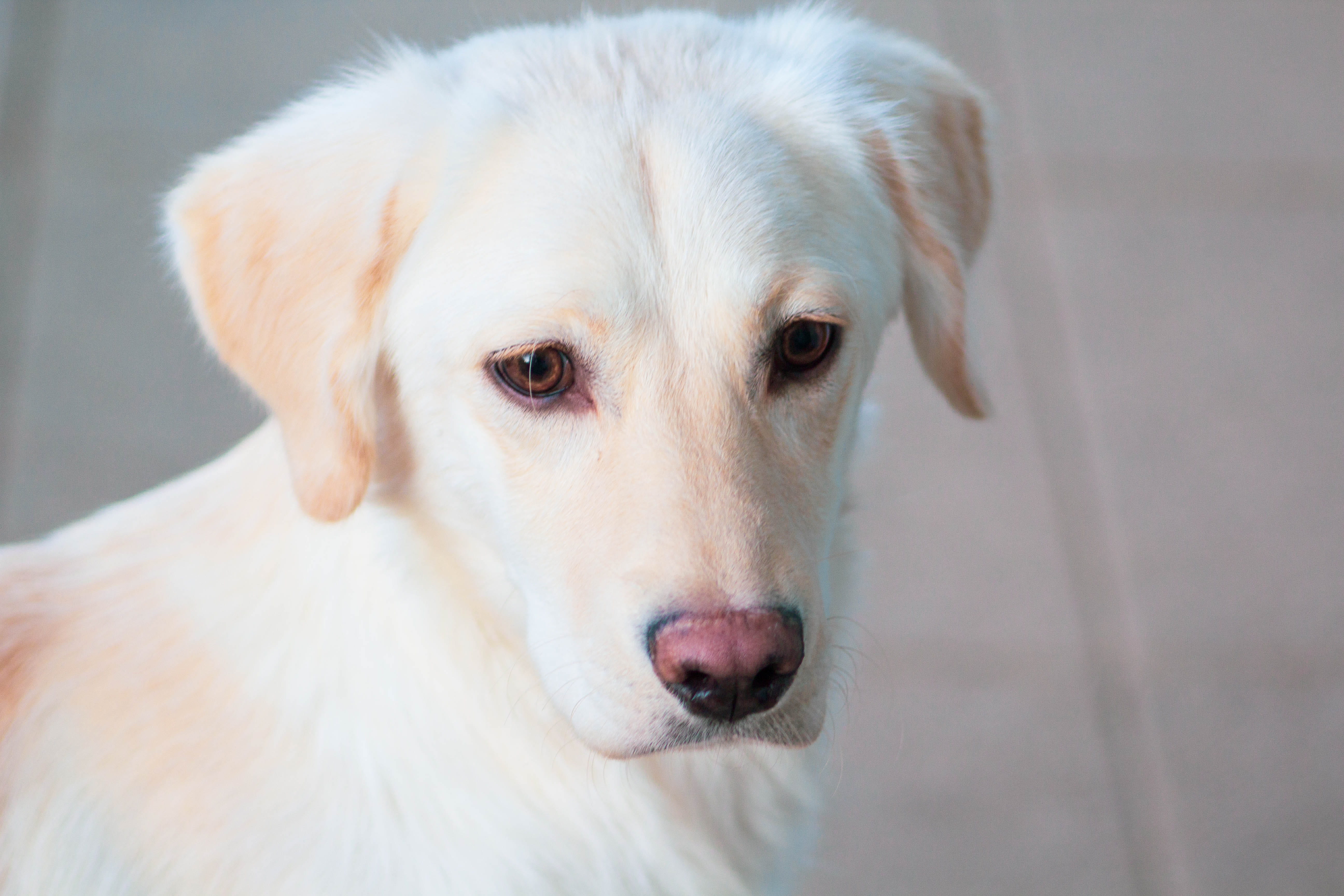 looking, animal, mammal, breed, vertebrate, labrador retriever, retriever, purebred, domestic, day, animal body part, 5K, pets, focus on foreground, no people, HD Wallpaper
