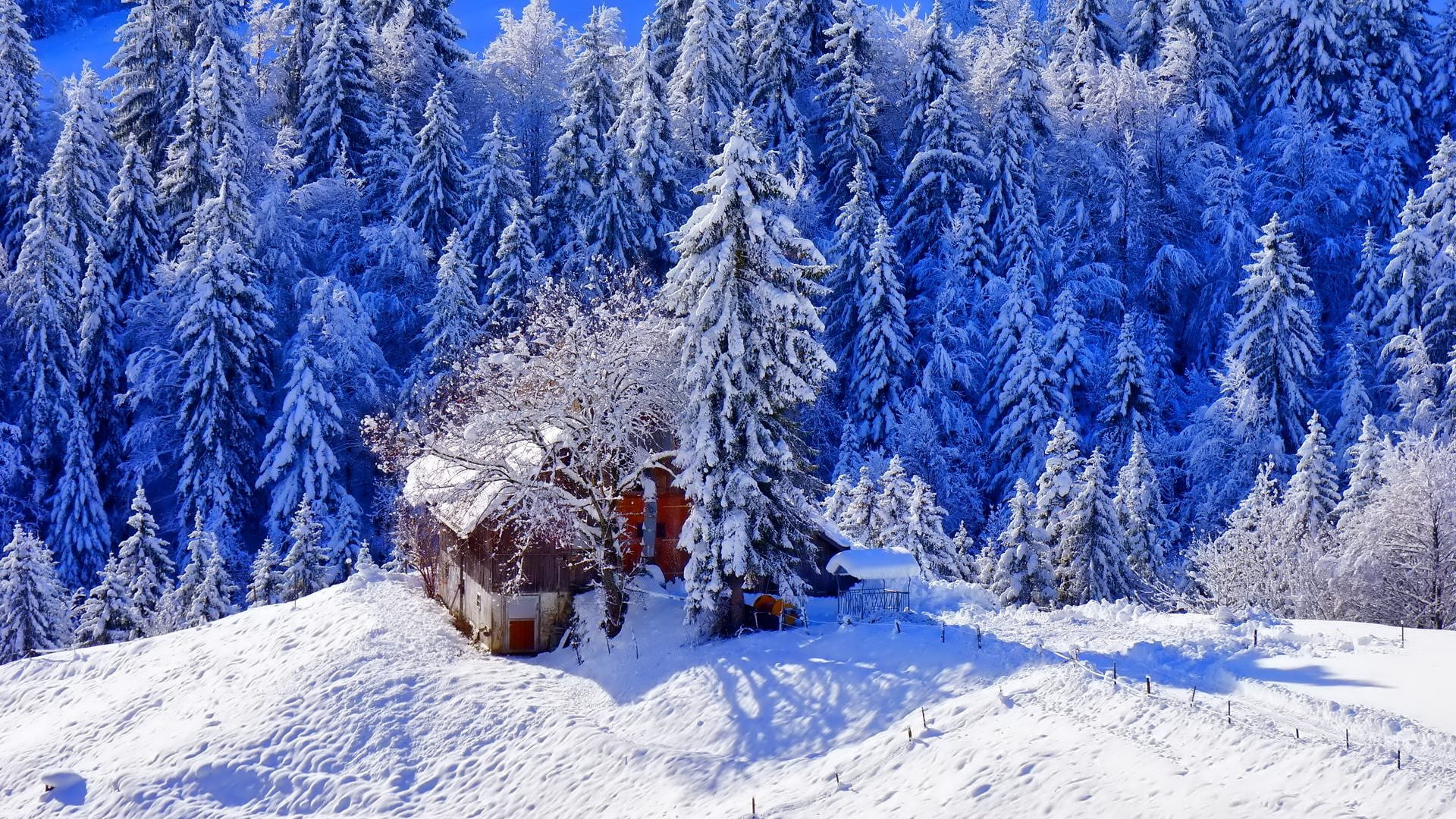 extreme weather, plant, covering, snowcapped mountain, cold temperature, winter, beauty in nature, nature, 1080P, tranquility, white color, tranquil scene, HD Wallpaper