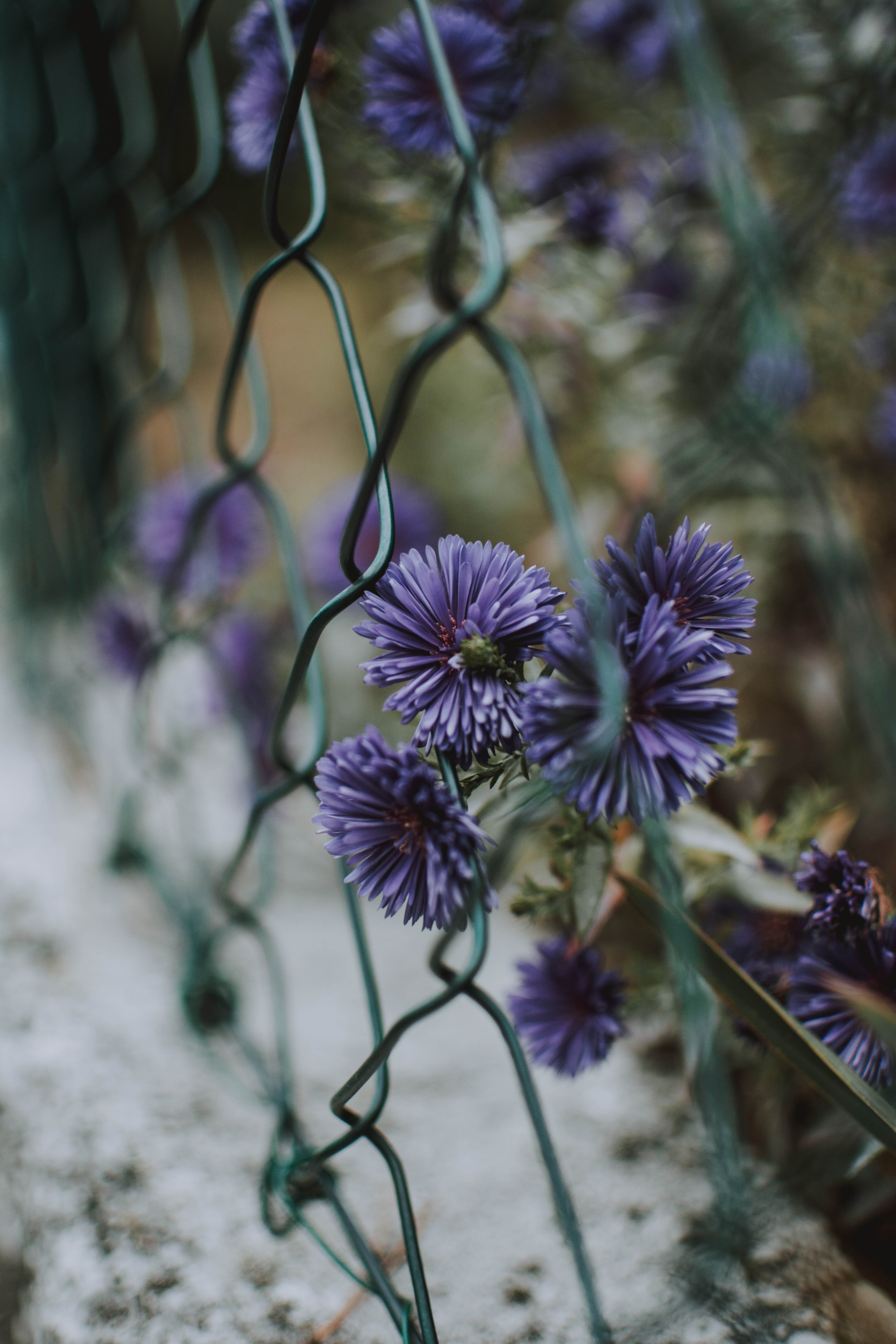 austria, flowers, flower, detail, beauty in nature, chain, no people, focus on foreground, flowering plant, bokeh, freshness, macro, selective focus, link, Phone HD Wallpaper