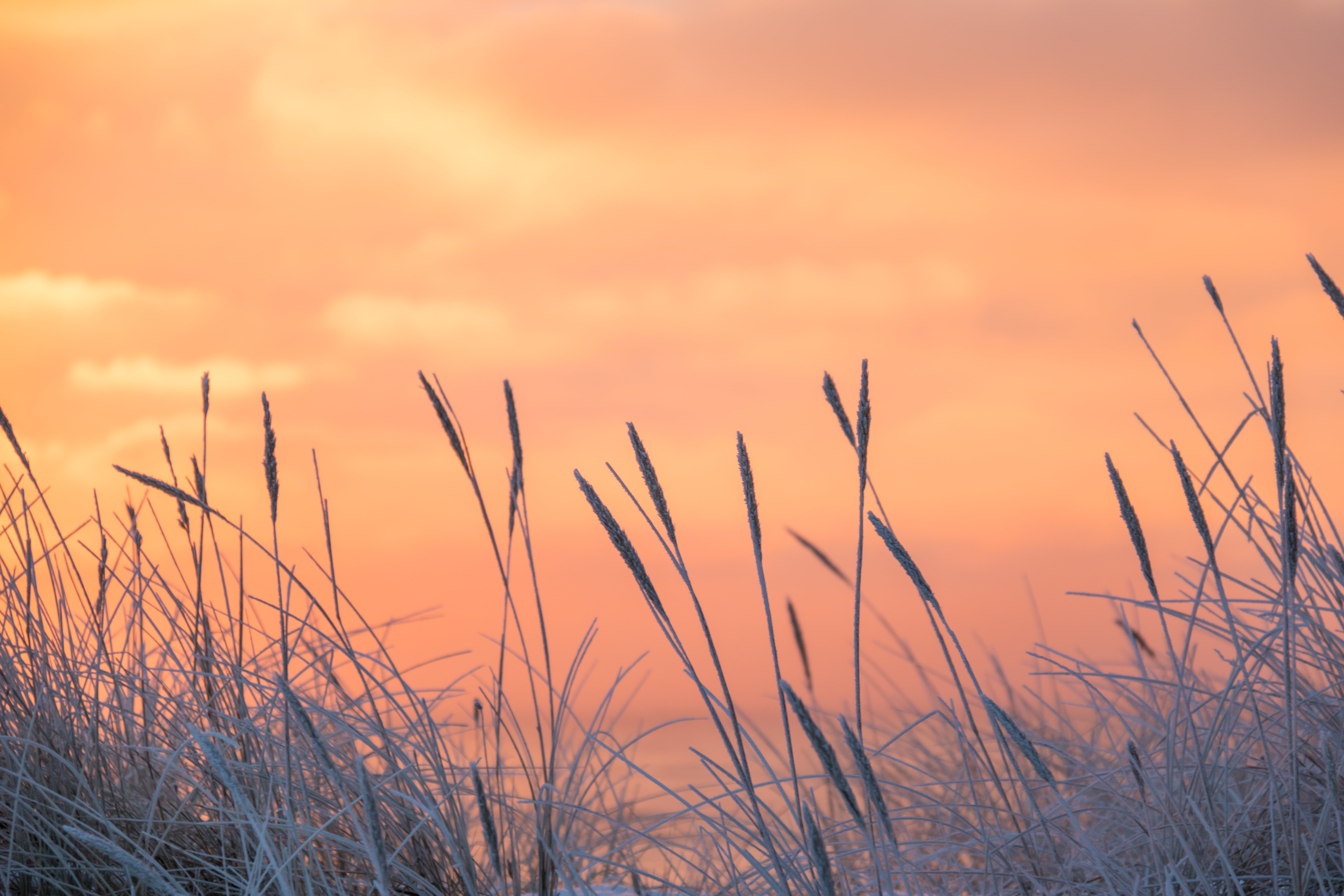 frost, rime, focus, summer, meadow, photo, Frosty, cold, sunset, sunrise, 5K, winter, wheat, plant, vinter, nature, wheat plant, grass, outdoors, HD Wallpaper