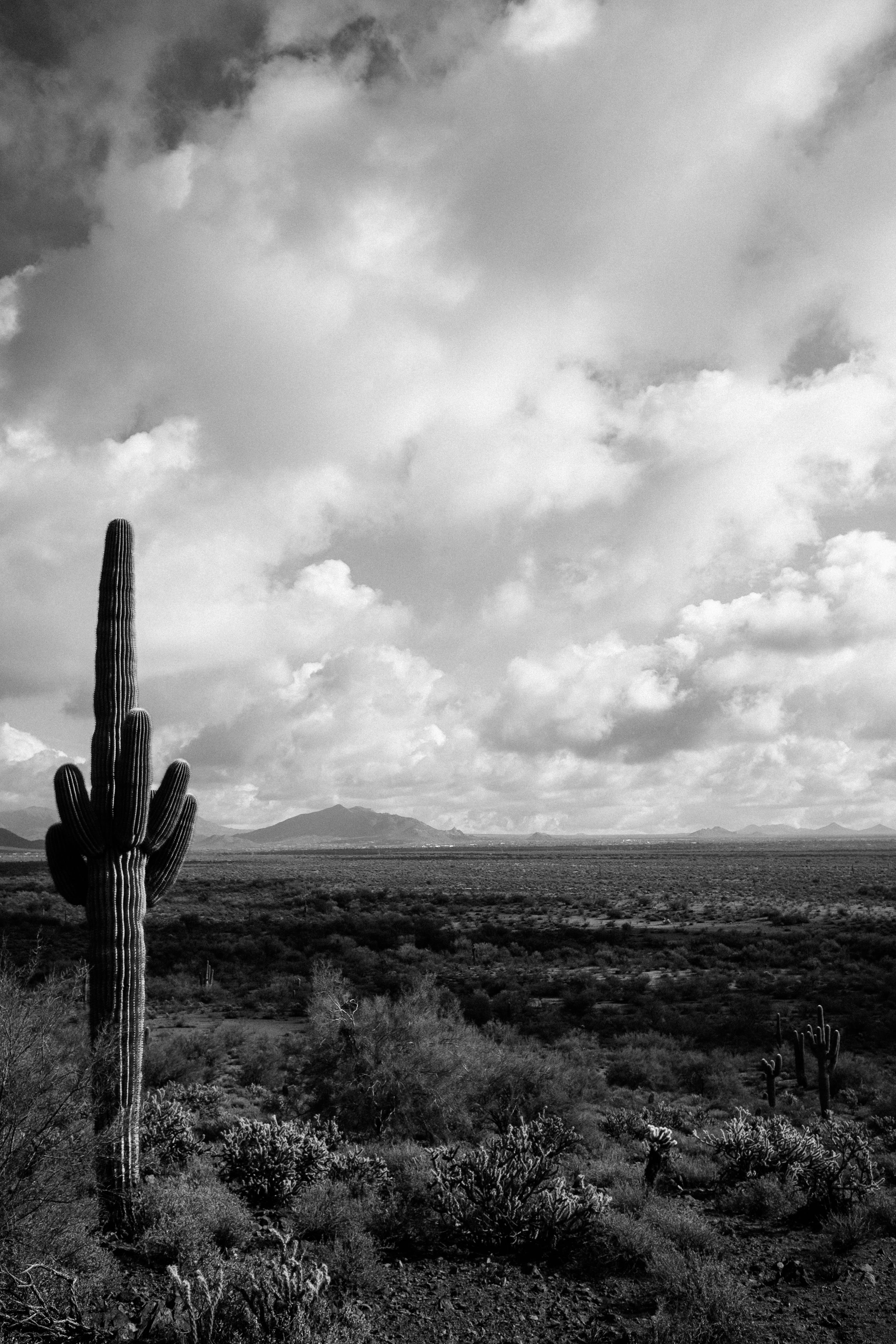 field, non-urban scene, phoenix, landscape, saguaro cactus, scenics - nature, tranquility, fujifilm, day, outdoors, cloud - sky, land, desert, clouds, fujix, Phone HD Wallpaper
