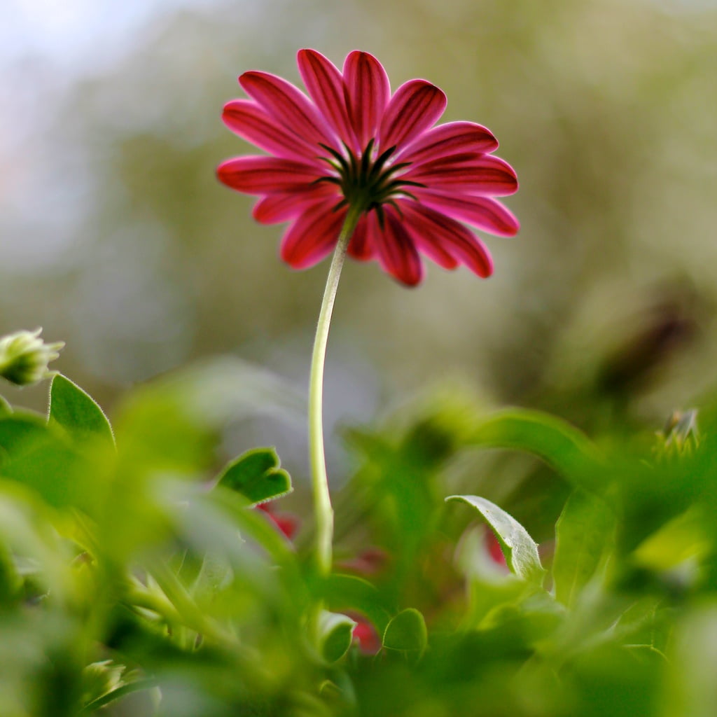 Flower, macro shot, beauty In Nature, nature, petal, green Color, photo, f/1.8, summer, daytime, red, II, daisy, shot, macro, plant, close-up, springtime, Phone HD Wallpaper