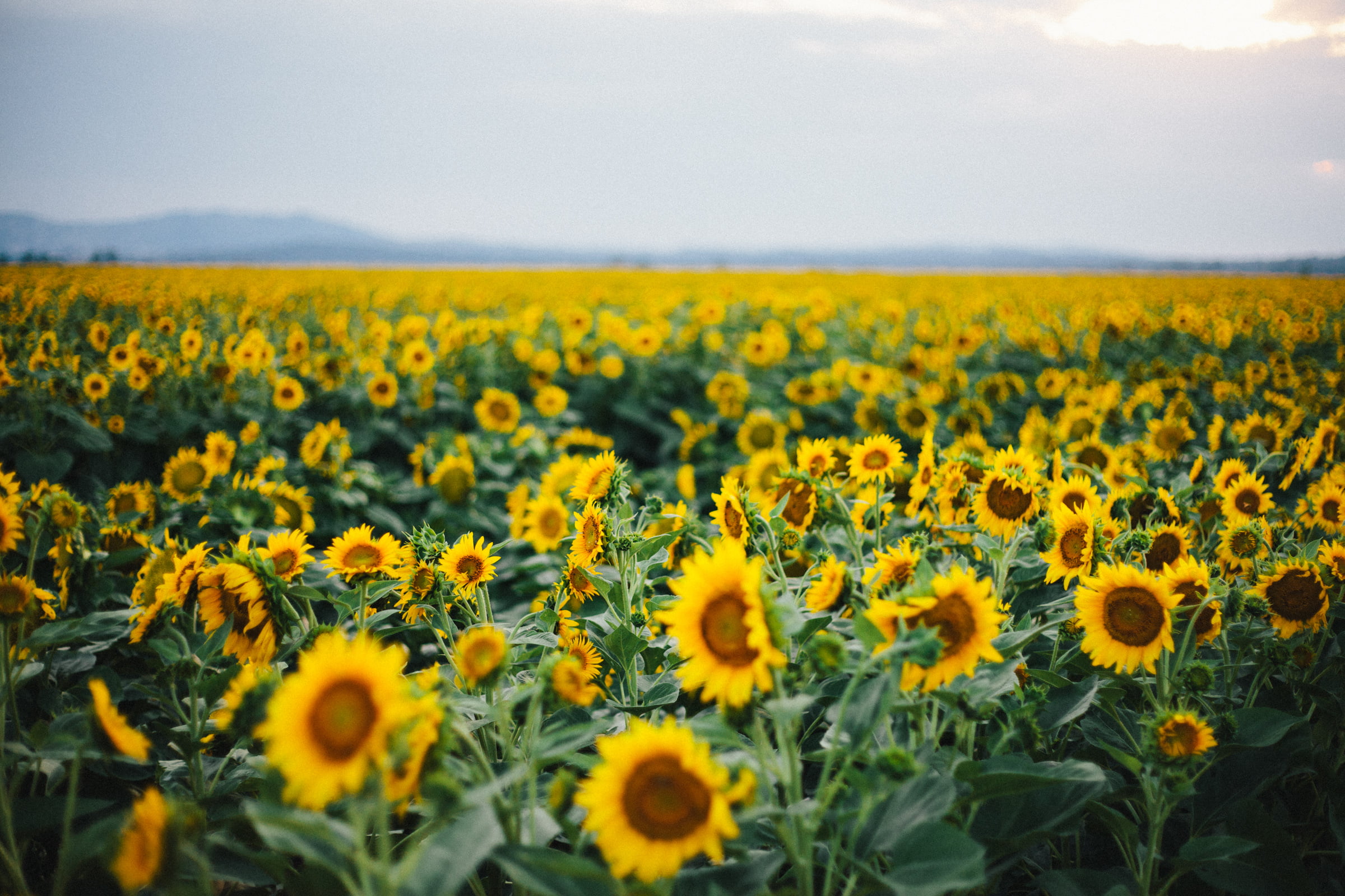 agriculture, flower, daytime, rural Scene, bloom, landscape, Sunflowers, outdoors, meadow, sky, summer, green, f/1.8, sunflower, farm, 1080P, springtime, HD Wallpaper