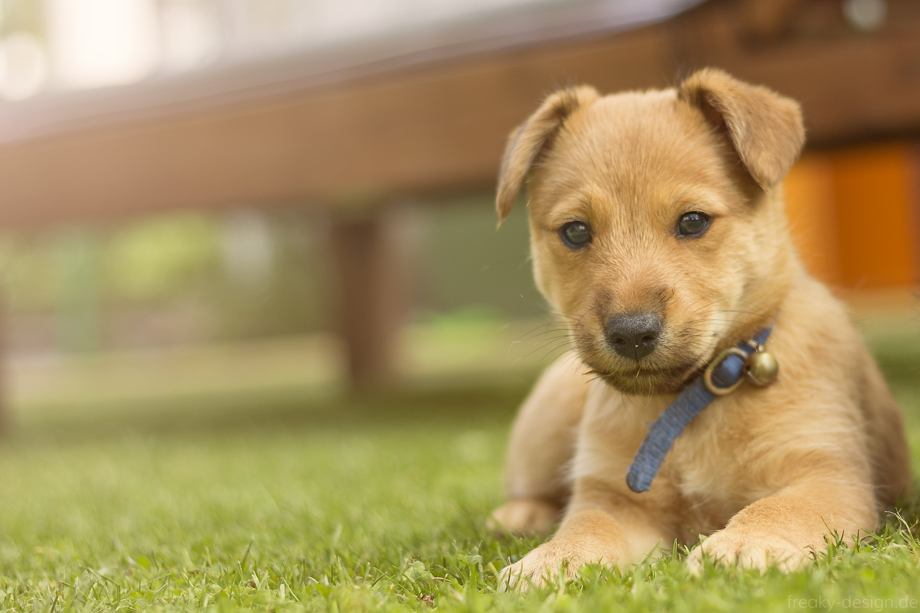 dog, purebred Dog, EF, hund, labrador, canine, hunde, PHOTO, retriever, jung, puppy, dslr, ROCKS, cute, pets, outdoors, Flinn, animal, 1100d, II, yellow Labrador Retriever, HD Wallpaper