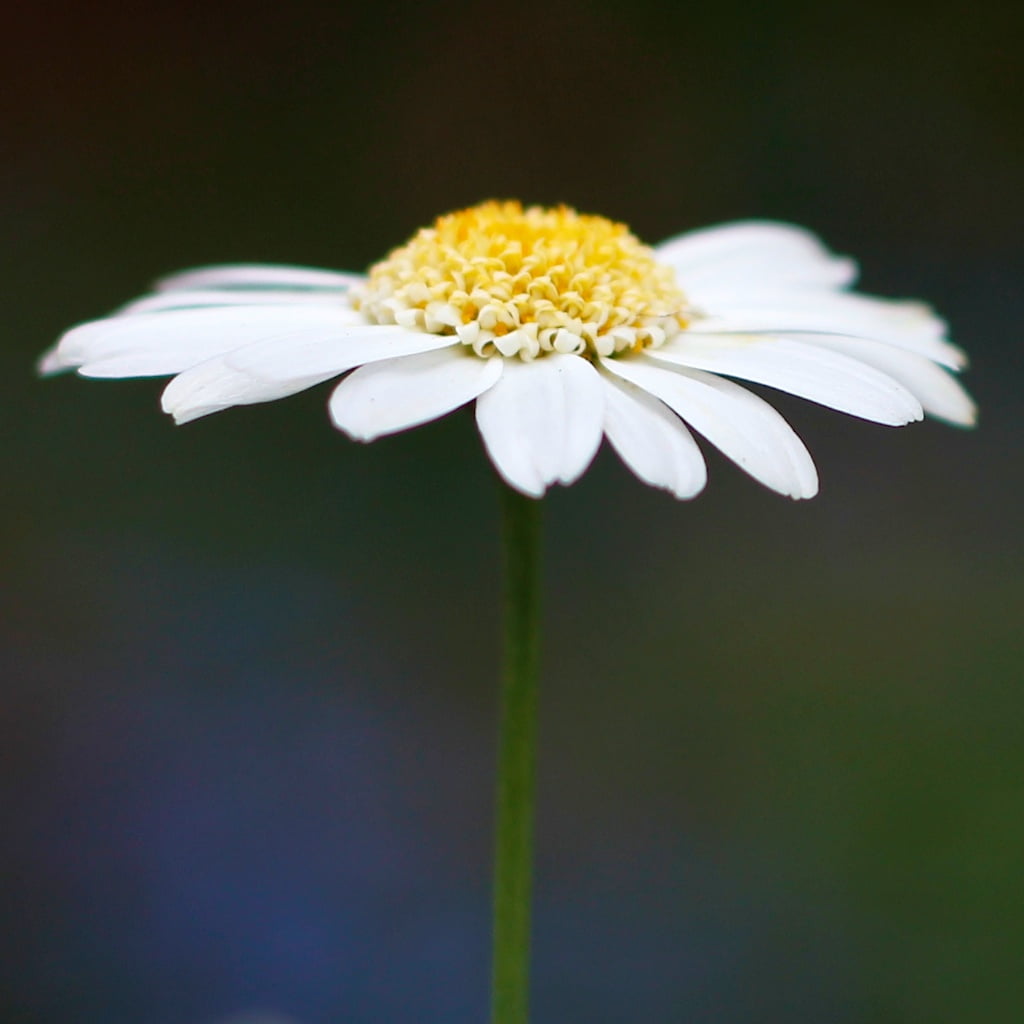 chamomile Plant, plant, macro, petaled, up, beauty In Nature, 480P, summer, f/1.8, picture, nature, springtime, Flower, daisy, close-up, photography, II, Phone HD Wallpaper