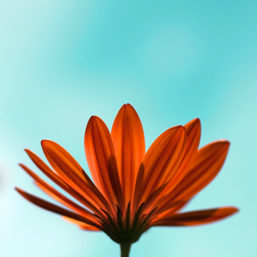 me  my, closeup photography, gear, Daisy, 480P, premium, Flower, petal, yellow, close-up, plant, orange, nature, II, closeup, photography, beauty In Nature, Phone HD Wallpaper