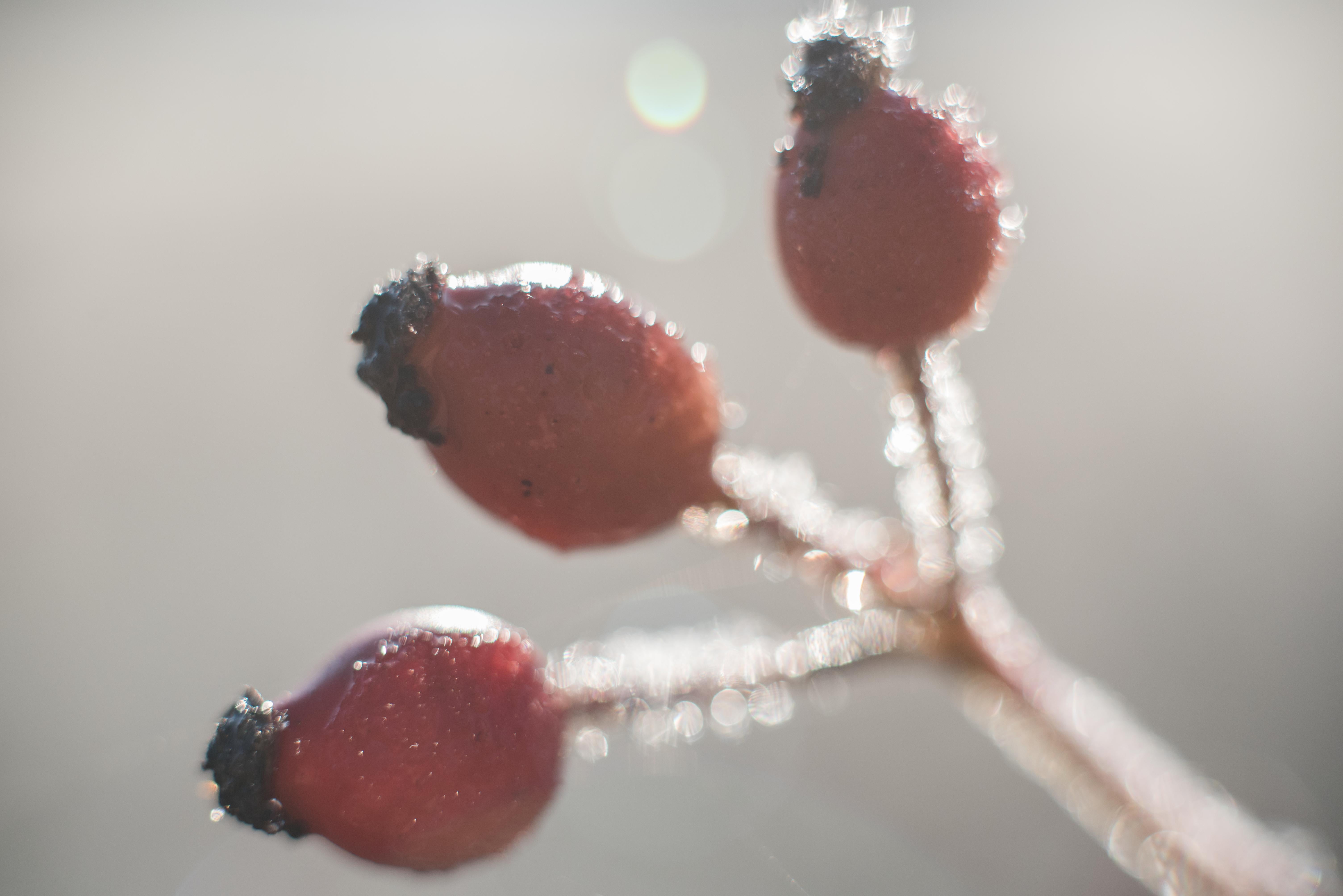 f/1.8, contre-jour, fruit, frost, depthoffield, Perfect, berry Fruit, mm, closeup, macro, buds, close, close-up, givre, nature, nikkor, winter, red, flower, HD Wallpaper