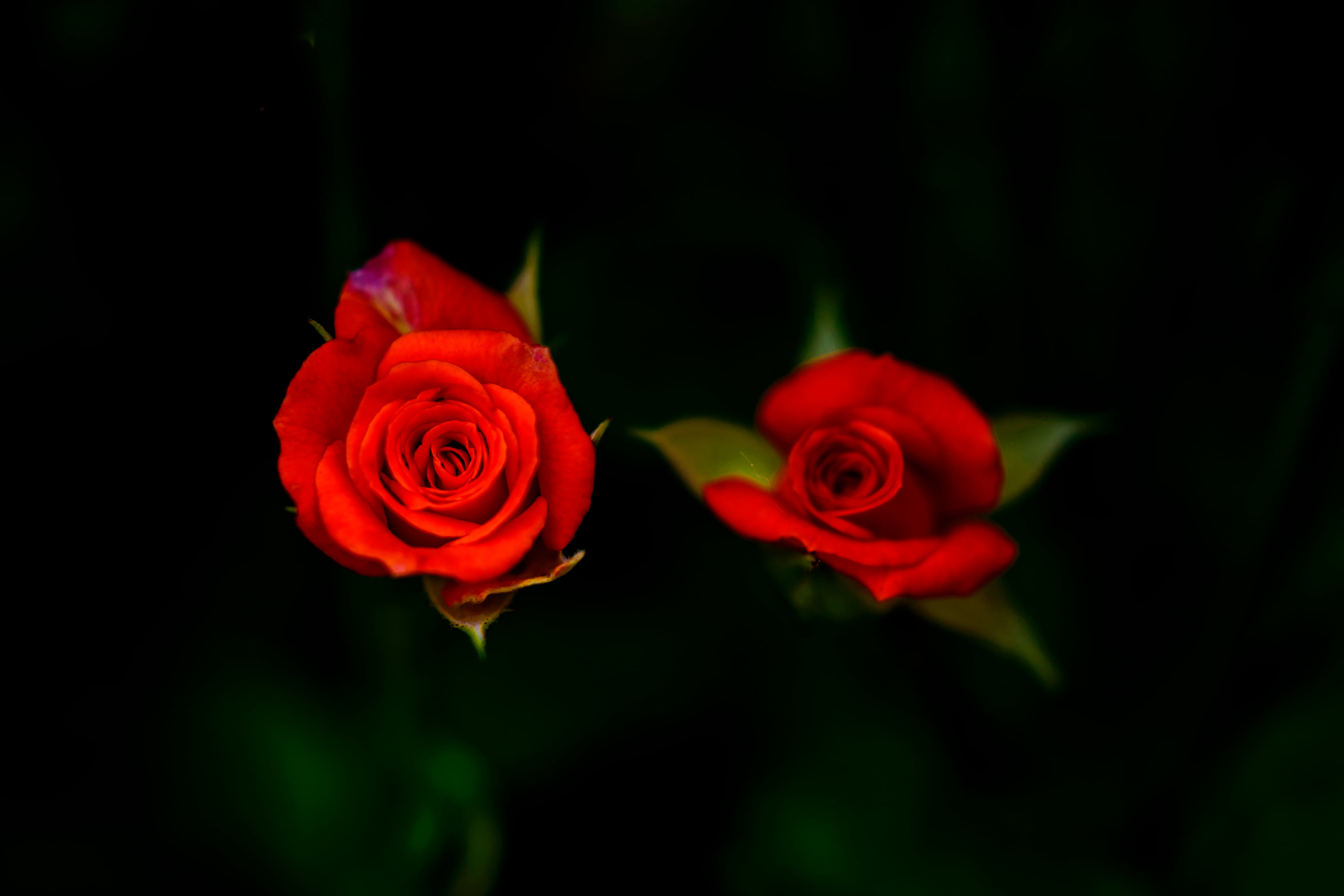 shallow, shallow focus, Plant, rose, f / 1, Nature, Flower, red rose, Aoba, 4K, Tree, CLUB, Kanagawa, 8G, Nikon  D750, f/1, Nikon AF, Outdoor, f/1.8, Yokohama, HD Wallpaper