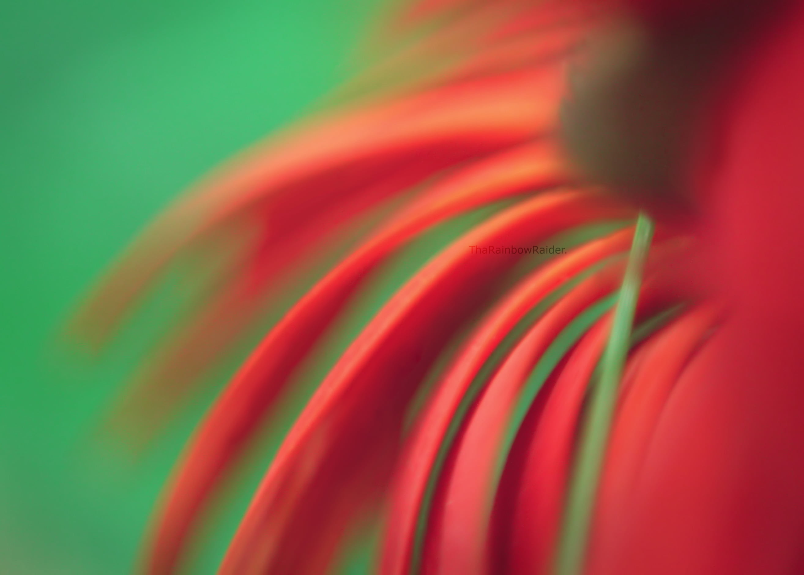 green, macro, 2K, red, backgrounds, abstract, multi Colored, f1.8, petals, daisy, HD Wallpaper