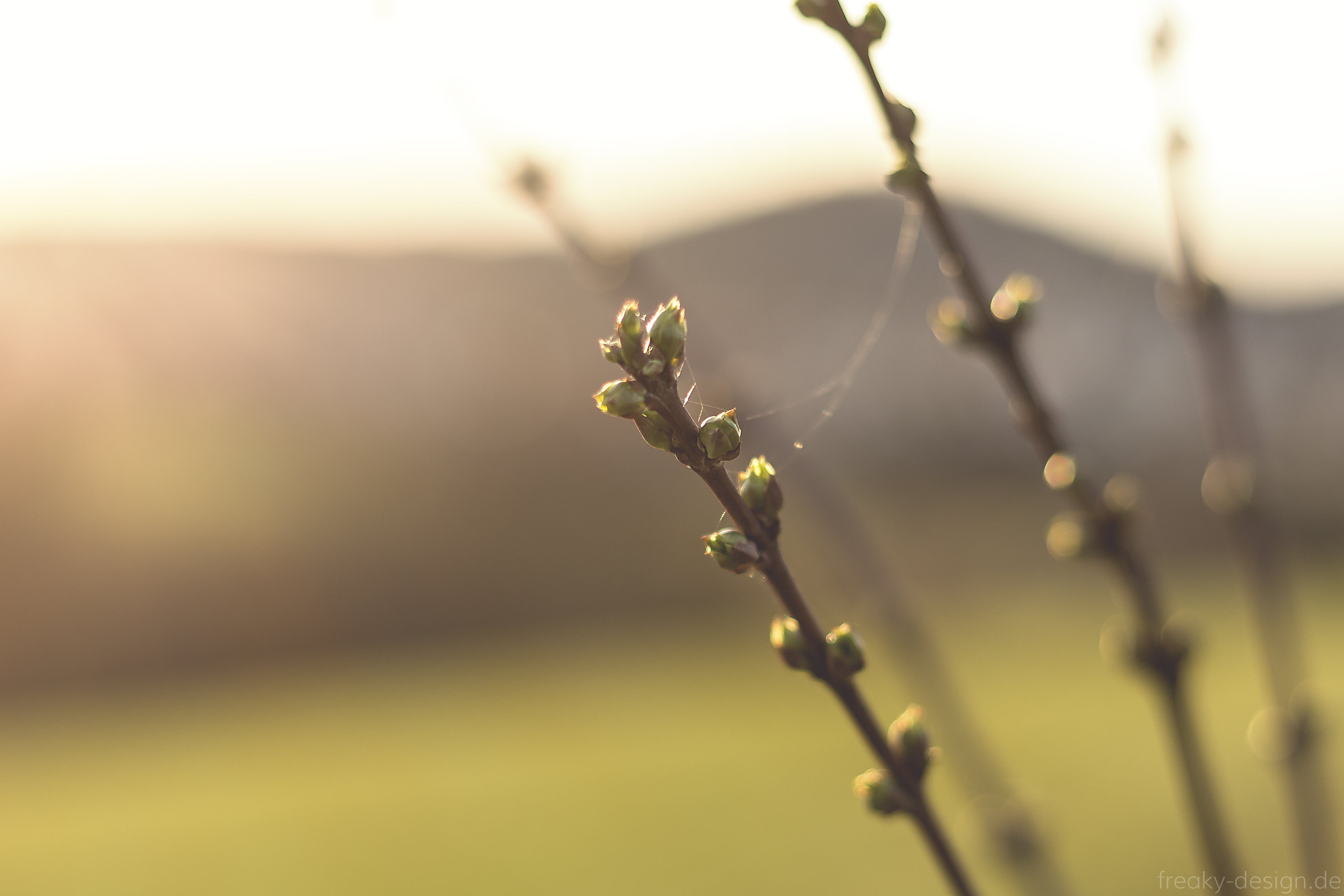 natur, photography, nice, mellow, petaled, depth, pegnitz, licht, amazing, light, bokeh, flower, buds, smooth, close-up, green, canon, outdoors, beautiful, HD Wallpaper