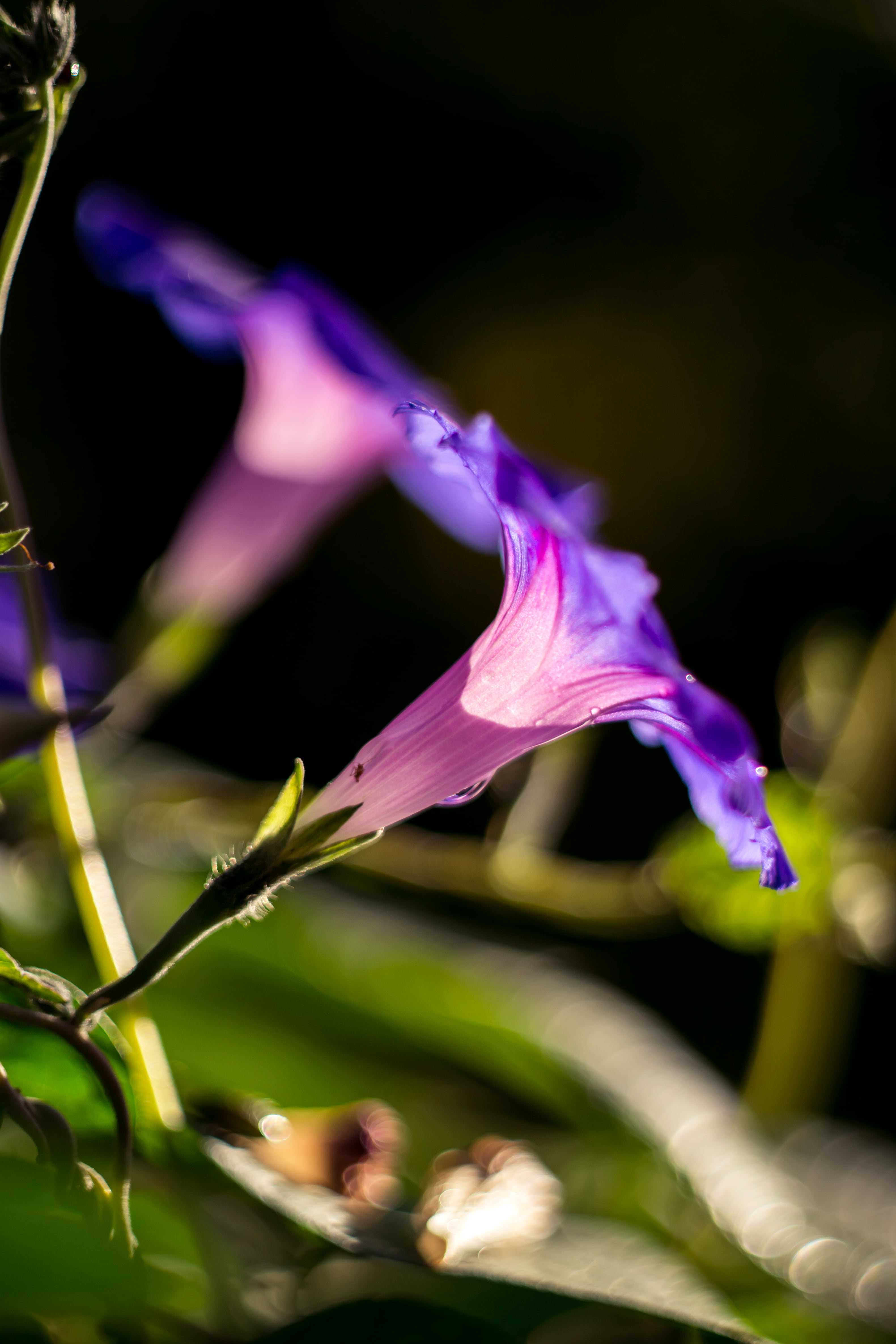 selective focus, nature, selective, f/1.8, in the morning, petal, Morning glory, M42, photographed, petaled, focus, flower, close-up, purple, Carl  Zeiss  Jena, Phone HD Wallpaper