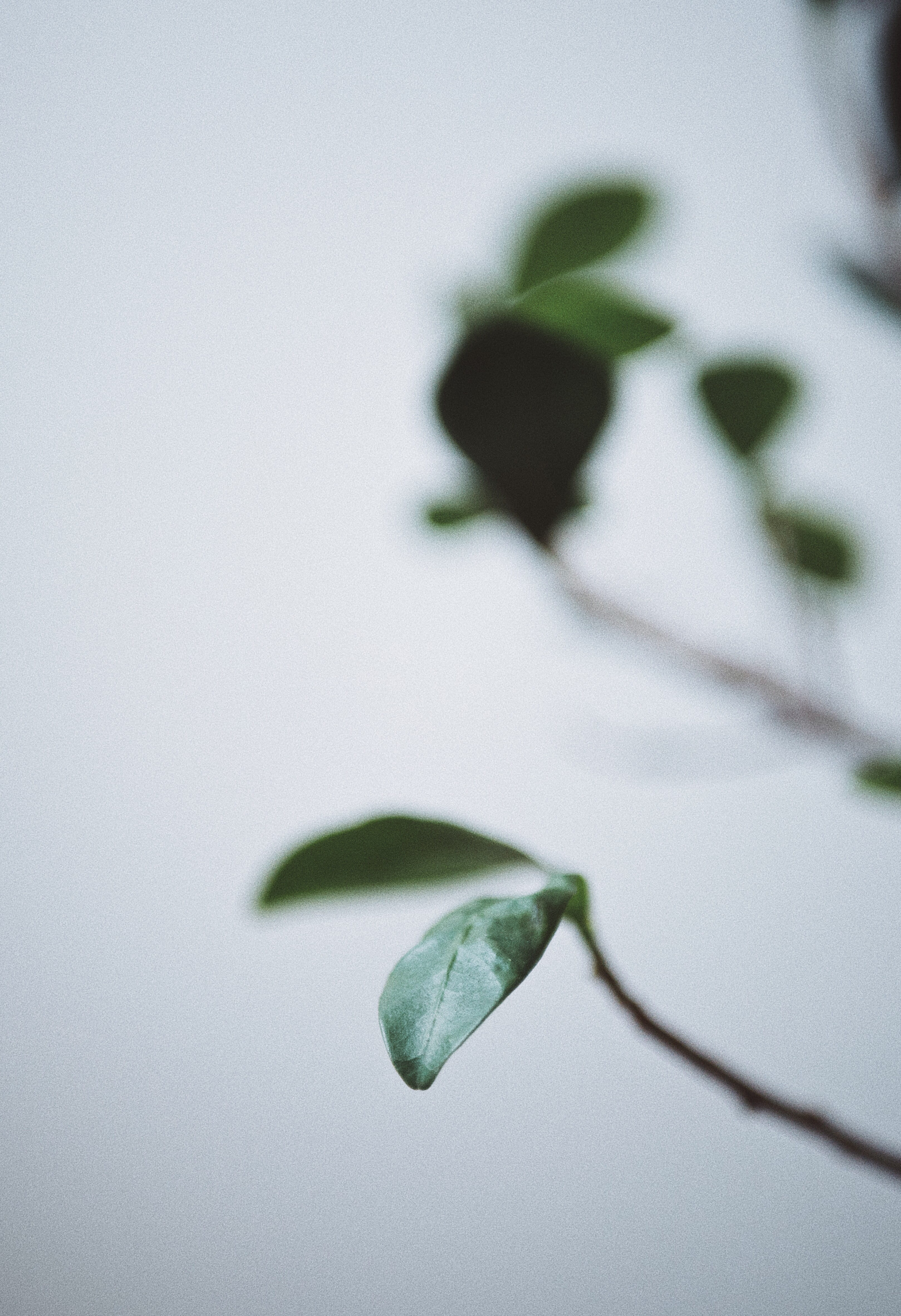 focus, fragility, ovate, photo, growth, plants, detail, studio shot, simple, nature, day, white background, natural, selective, closeup, micro, blue, beauty in nature, Phone HD Wallpaper