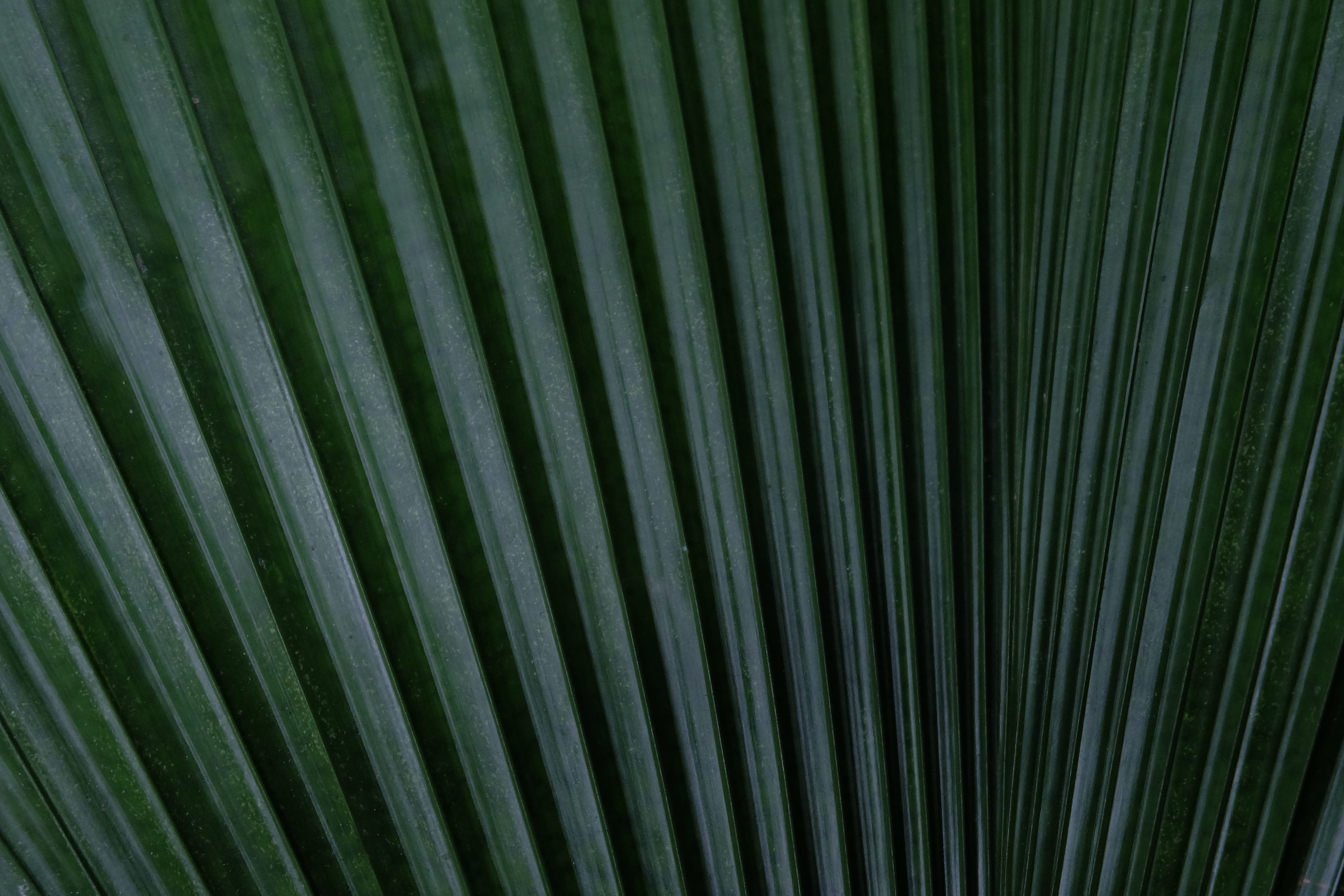 textured, plant part, palm leaf, tropical climate, palm, palm tree, leaf, welkid room, fanpalm, no people, green color, natural pattern, plant, beauty in nature, HD Wallpaper