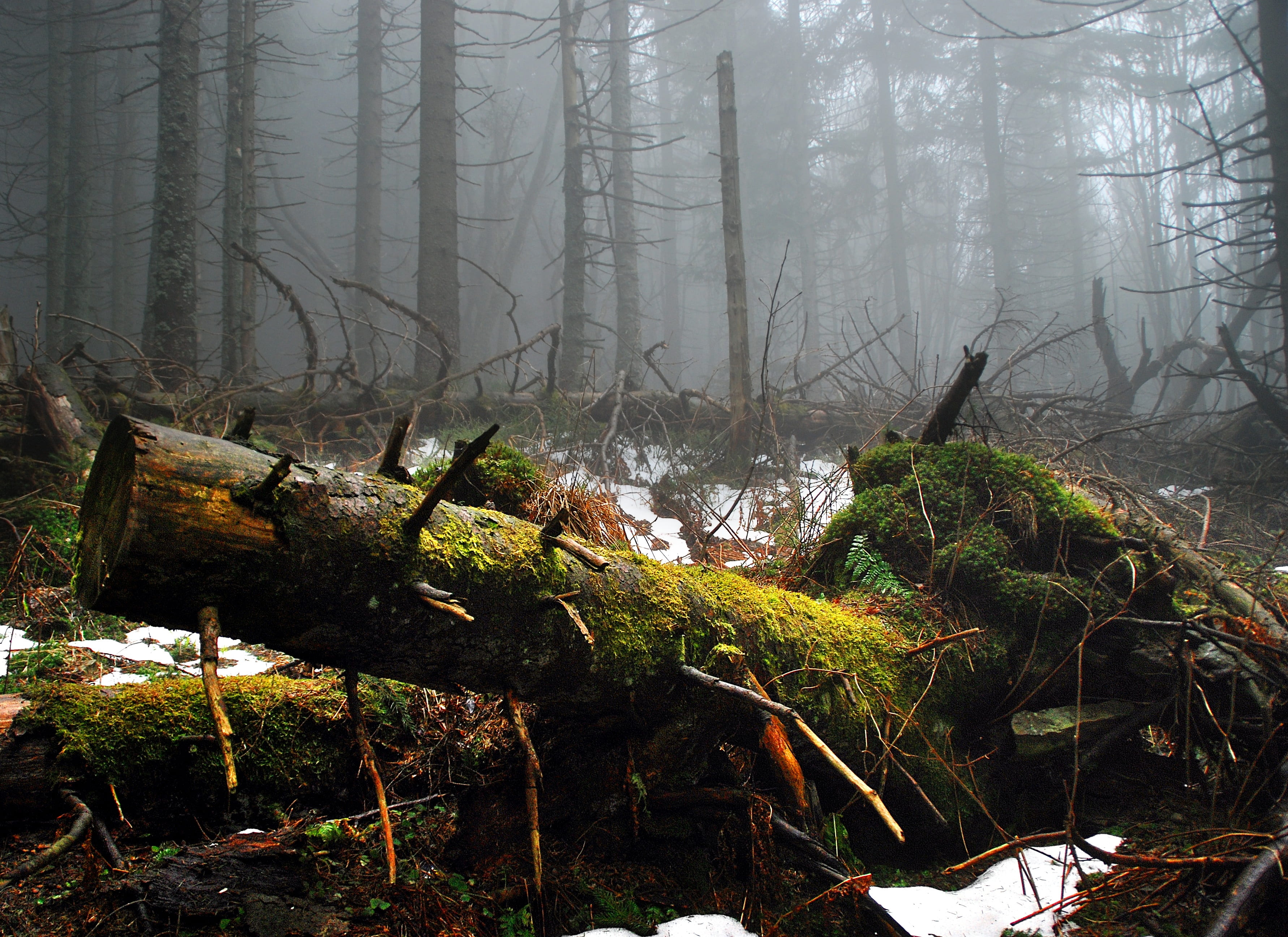 2K, foggy, tranquility, woodland, spiky plants, environment, scenery, outdoors, the fog, moss, deforestation, fog, lets go, beskids, scenics - nature, HD Wallpaper