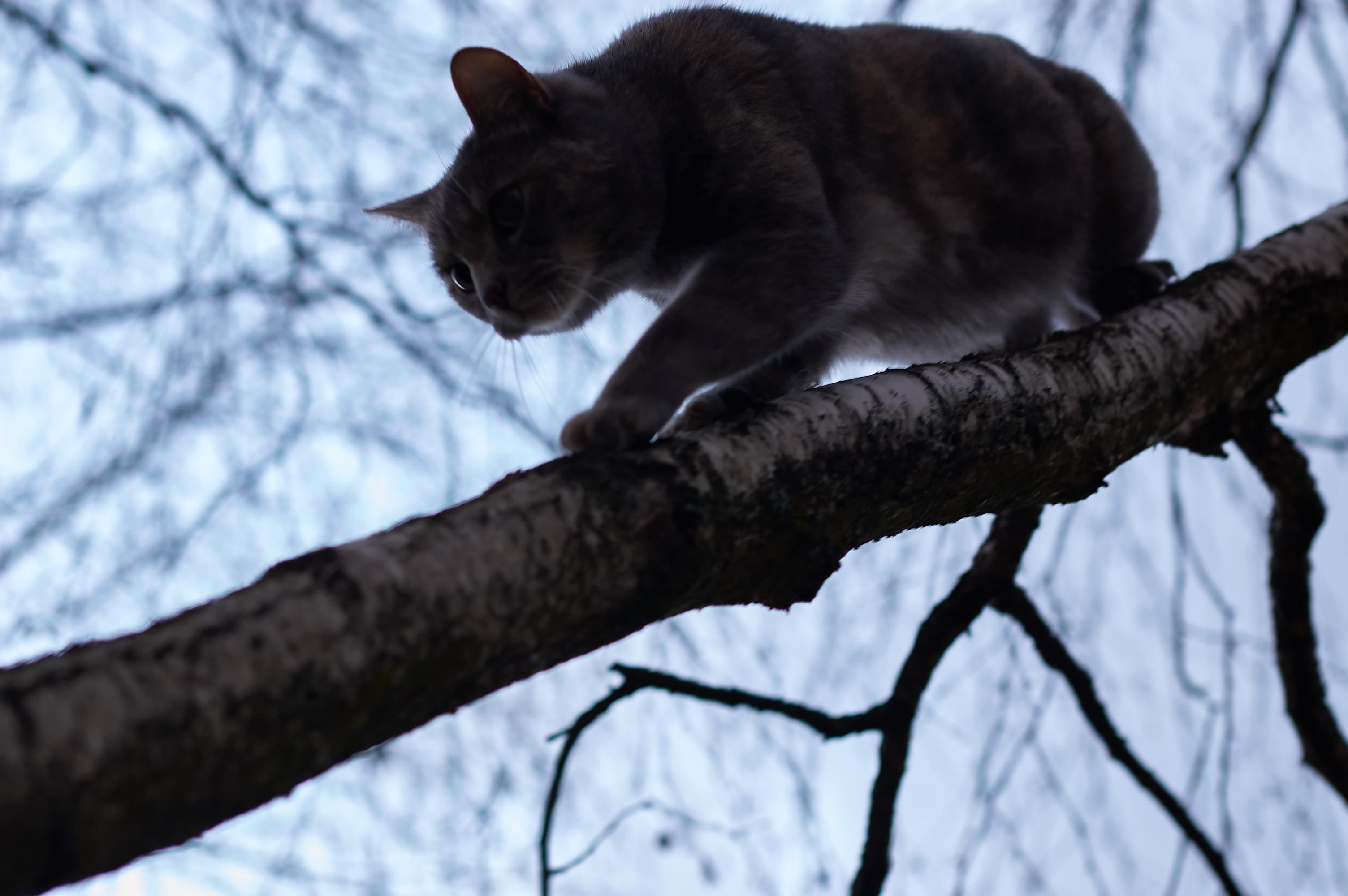 outdoors, feline, focus on foreground, bare tree, tree, no people, blue, vertebrate, going down, one animal, day, pets, plant, cat, animal themes, trunk, HD Wallpaper